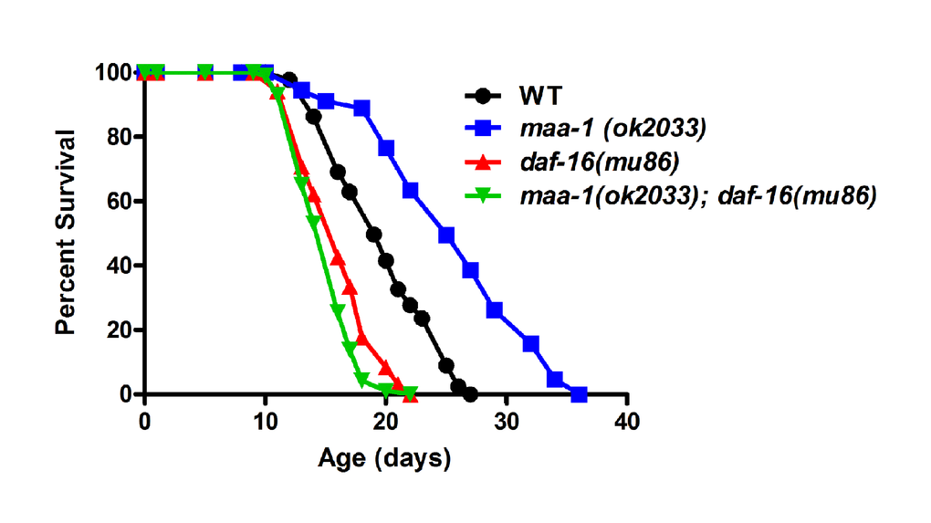 DAF-16 is required for lifespan extension in maa-1–deficient animals. Lifespan of maa-1(ok2033); daf-16(mu86) double mutants is significantly shorter than that of maa-1(ok2033) single mutants (PTable S1 and S2.