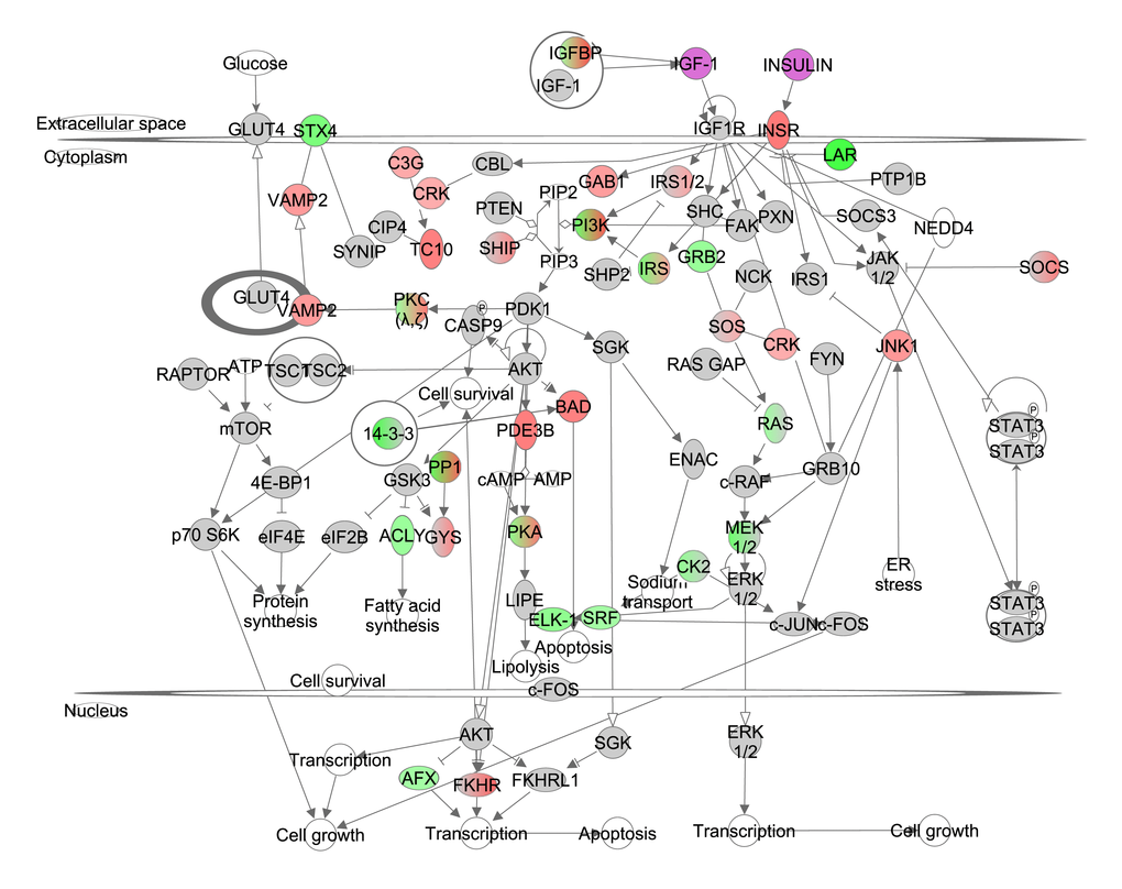 The insulin like growth factor (IGF-1)/insulin pathway created in the Ingenuity Pathway Analysis (IPA, www.qiagen.com/ingenuity) program. The normalized counts for each gene were correlated with the increase in calorie restriction (CR) level by Pearson correlation method. The pathway is colored based on a cut-off of an absolute correlation coefficient higher than 0.3.. Red indicates a positive correlation with increasing CR level while green indicates a negative correlation. Circulating levels of insulin and IGF-1 were significantly reduced in these CR mice [15] and this is indicated by a purple color.
