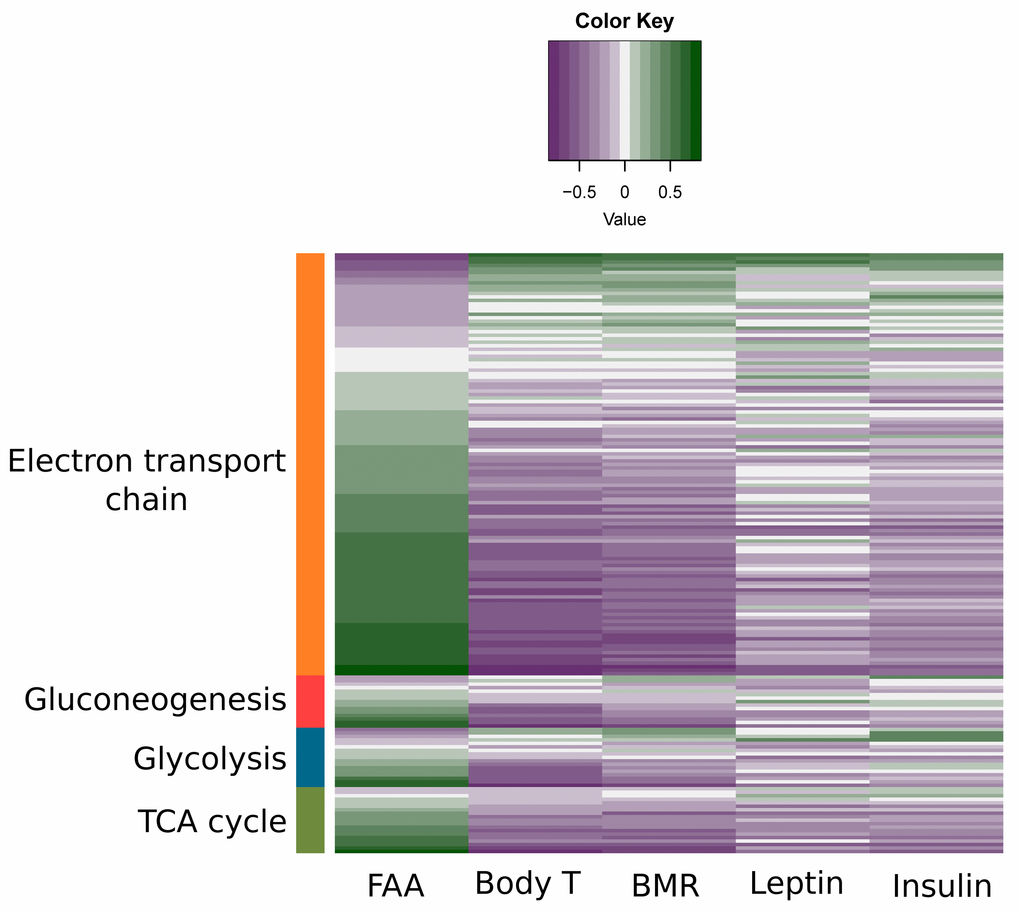 Association between physiological/behavior data and expression levels of genes involved in substrate metabolism. Previously measured leptin and insulin levels, food anticipatory activity (FAA), body temperature (body T) and basal metabolic rate (BMR) [15,16,18,21] for each individual mouse were correlated with the normalized counts of genes involved in electron transport chain, gluconeogenesis, glycolysis and tricarboxylic acid (TCA) cycle. Purple indicates a negative correlation between genes and the measured physiological/behavior data while green indicates a positive correlation.