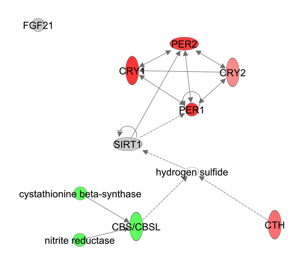 Hydrogen Sulfide production constructed in Ingenuity Pathway Analysis (IPA, www.qiagen.com/ingenuity) program. The normalized counts for each gene were correlated with the increase in calorie restriction (CR) level by Pearson correlation method. The pathway is colored based on a cut-off of an absolute correlation coefficient higher than 0.3. Red indicates a positive correlation with increasing CR level while green indicates a negative correlation.