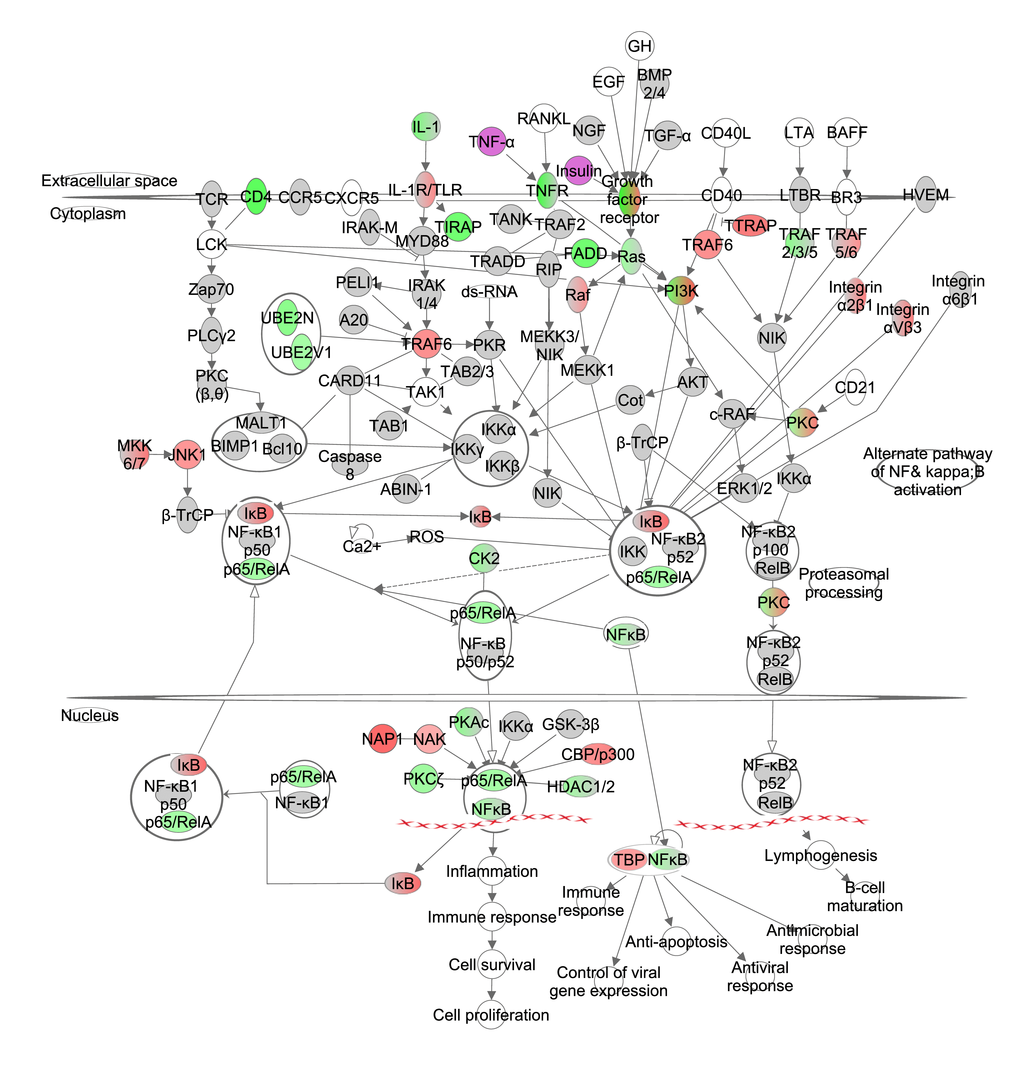 The nuclear factor kappa B (NF-ĸB) signaling pathway constructed in the Ingenuity Pathway Analysis (IPA, www.qiagen.com/ingenuity) program. The normalized counts for each gene were correlated with the increase in calorie restriction (CR) level by Pearson correlation method. The pathway is colored based on a cut-off of an absolute correlation coefficient higher than 0.3. Red indicates a positive correlation with increasing CR level while green indicates a negative correlation. Circulating levels of insulin and TNF-α were significantly reduced in these mice [15] and this is indicated by a purple color.