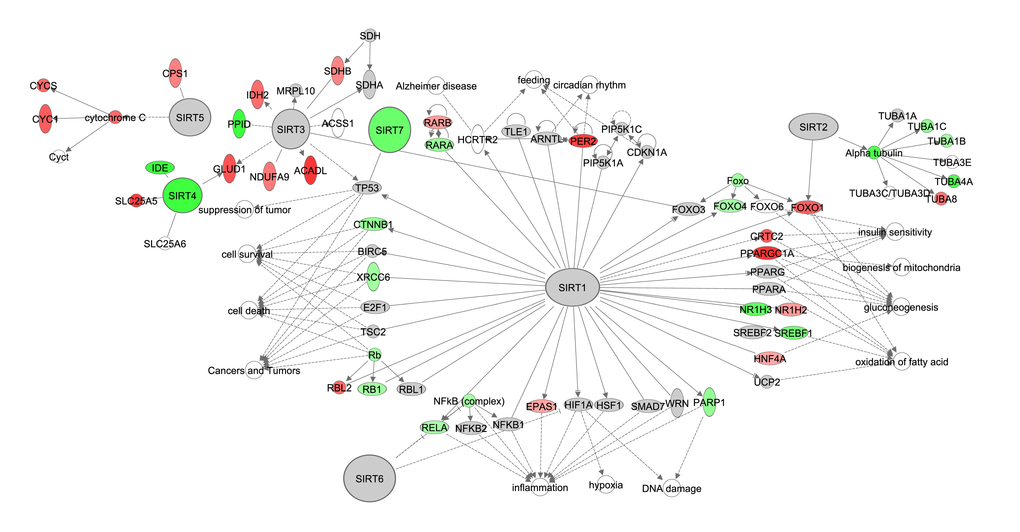 The sirtuin signaling pathway constructed in the Ingenuity Pathway Analysis (IPA, www.qiagen.com/ingenuity) program. The normalized counts for each gene were correlated with the increase in calorie restriction (CR) level by Pearson correlation method. The pathway is colored based on a cut-off of an absolute correlation coefficient higher than 0.3. Red indicates a positive correlation with increasing CR level while green indicates a negative correlation. 
