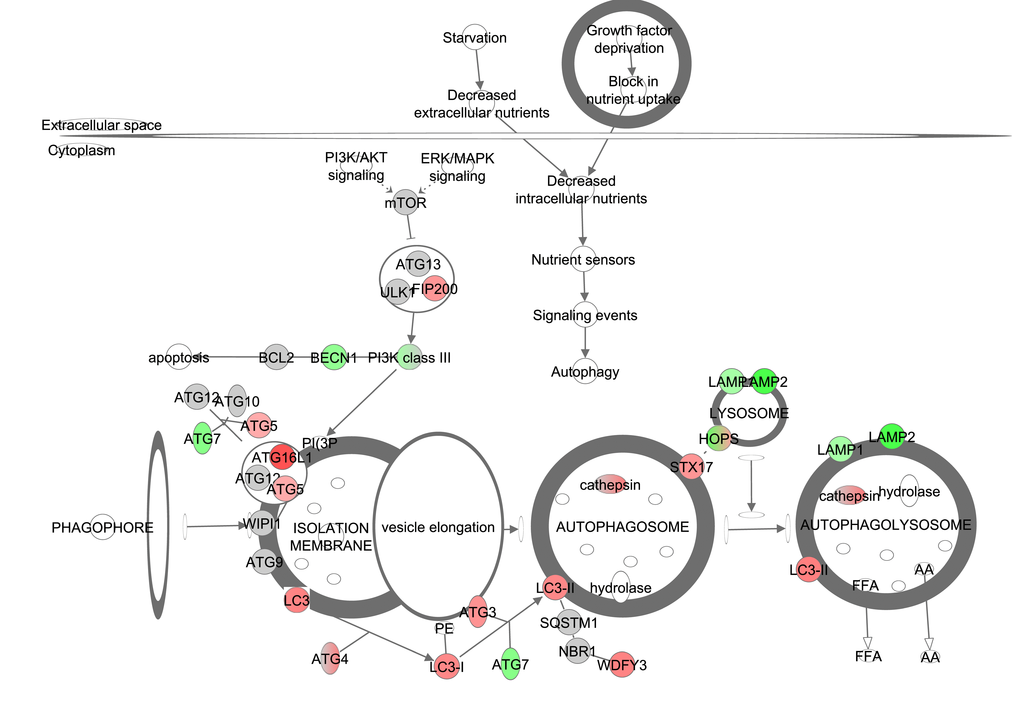 The autophagy signaling pathway obtained from the Ingenuity Pathway Analysis (IPA, www.qiagen.com/ingenuity) program. The normalized counts for each gene were correlated with the increase in calorie restriction (CR) level by Pearson correlation method. The pathway is colored based on a cut-off of an absolute correlation coefficient higher than 0.3. Red indicates a positive correlation with increasing CR level while green indicates a negative correlation.