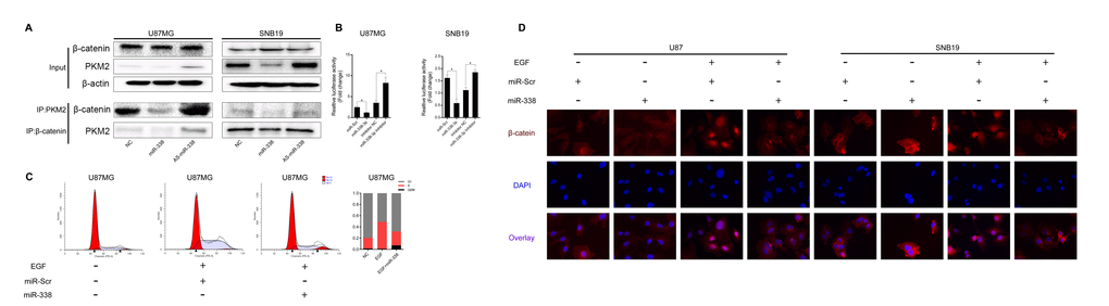 MiR-338 reduced the binding between PKM2 and β-catenin to repress β-catenin transcriptional activity. (A) Co-IP assay to investigate the effect of miR-338 on the binding between PKM2 and β-catenin. (B) U87 and SNB19 cells were transiently transfected (24 h) with the pGL4.74 plasmid and co-transfected with pGL4.75. Cells were then treated as indicated for 48 h. Both firefly and Renilla luciferase activities were calculated and recorded as fold-induction (PC) Cell cycle analysis of miR-Scr/miR-338-transfected cells treated with EGF, and overview of the cell cycle. (D) Immunostaining of β-catenin location after miR-Scr/miR-338-transfected cells were treated with EGF.