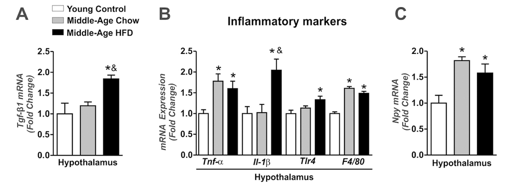 Effects of long-term of HFD on hypothalamic TGF-β1 accumulation and inflammatory genes in Middle-Age mice. Real time PCR assay of hypothalamic Tgf-β1 (A), Tnf-α, Il1-β, Tlr4, F4/80 (B) and Npy mRNA level (C) (n=4-7 per group). The animals were fasted for 8 hours before the hypothalamus extractions. Data are expressed as means ± SEM. *, p&, p