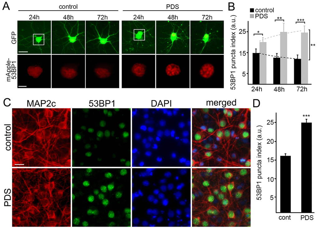 Pyridostatin promotes the formation of 53BP1-positive puncta in primary neurons. (A) Primary cortical neurons were transfected with GFP and mApple-53BP1trunc constructs, and then treated with a vehicle (left panel; control) or with 1 μM pyridostatin (right panel; PDS). Neurons were imaged with an automated microscope every 24 h for 3 days. Scale bar is 5 μm. (B) Quantification of the mApple-53BP1trunc puncta index from (A) at different times. The puncta index was estimated by measuring the standard deviation of the 53BP1 fluorescence intensity. Note that 53BP1 puncta index is higher in pyridostatin-treated neurons than control neurons. *pC) Primary cortical neurons were treated with a vehicle (upper panel; control) or with 1 μM pyridostatin (bottom panel; PDS) overnight, fixed, and stained for MAP2c (red), a marker of DNA damage 53BP1 (green), and with the nuclear Hoechst dye (blue). Scale bar is 10 μm. (D) Quantification of the 53BP1 puncta index from (C). Pyridostatin (PDS) increased the 53BP1 puncta index compared to control neurons (cont). ***p