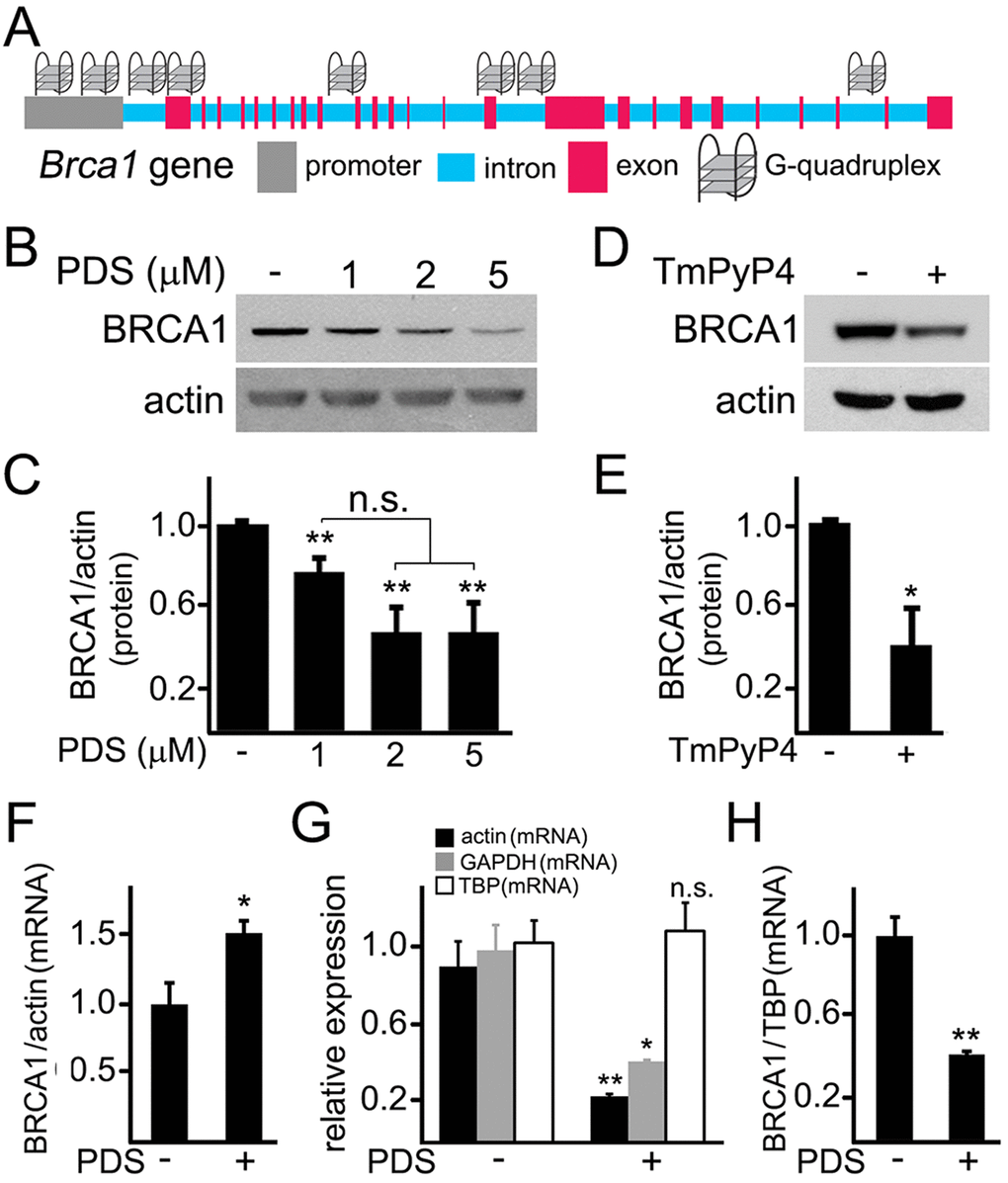 Pyridostatin downregulates BRCA1 levels in primary neurons. (A) A scheme of the Brca1 gene and its promoter showing putative G-quadruplex sequences. (B) Primary neurons were treated with a vehicle (control, -) or with different concentrations of pyridostatin (PDS; 1, 2 or 5 μM) overnight. Then neurons were collected, lysed, and samples were processed with western blotting. Note that pyridostatin reduced BRCA1 protein levels in a dose-dependent manner. Actin was used as a loading control. (C) Quantification of BRCA1 protein levels normalized to actin from (B). **p(cont-1 μM)=0.005, **p(cont-2 μΜ)=0.0015, **p(cont-5 μΜ)=0.0043 (ANOVA). N.s., non-significant, p(1 μΜ−2 μΜ)=0.0547, p(1 μΜ−5 μΜ)=0.0854. Results were pooled from five independent experiments. (D) Primary neurons were treated with a vehicle (control, -) or with a G-quadruplex stabilizing drug, TmPyP4 (1 μM), overnight. Neurons were lysed, and samples were processed by western blotting. TmPyP4 reduced BRCA1 protein levels. Actin was used as a loading control. (E) Quantification of BRCA1 protein normalized to actin from (D). *pF) Primary neurons were treated with a vehicle (control; -) or with 2 μM pyridostatin (PDS; +) overnight. The expression of Brca1 was determined by qRT-PCR relative to Actin. *p=0.0445 (t-test). Results were pooled from three independent experiments. (G) Primary neurons were treated with a vehicle (control; -) or with 2 μM pyridostatin (PDS; +) overnight. Relative expression of the Actin, Gapdh and Tbp genes was determined by qRT-PCR. *p=0.0112, **p=0.0039 (t-test). N.s., non-significant (p=0.7583). Results were pooled from three independent experiments. (H) Primary neurons were treated with a vehicle (control; -) or with 2 μM pyridostatin (PDS; +) overnight. The expression of Brca1 was determined by qRT-PCR normalized to Tbp. **p=0.0033 (t-test). Results were pooled from three independent reactions.