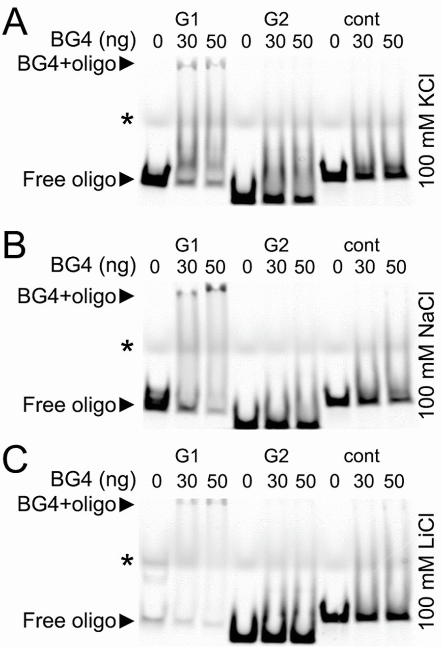 The G-quadruplex-specific antibody BG4 binds to a G-rich oligonucleotide derived from the promoter of Brca1. (А) The Cy5-conjugated BRCA1-G1 (G1), BRCA1-G2 (G2), and BRCA1-cont (cont) oligonucleotides (see Methods) were heat-denatured and then slow-cooled in the presence of K+ (KCl) to allow the formation of a secondary structure. 1.5 pmoles of each oligonucleotides (oligo) and 0 (a buffer alone), 30 or 50 ng of the BG4 antibody were incubated in a buffer, which contained 100 mM KCl. Note the bands that correspond to the free BRCA1-G1 (at the bottom) and the BRCA1-G1 bound to the BG4 antibody (at the gel top), both indicated with arrow heads. An asterisk marks the faint bands, which resulted from a loading dye. (B) The Cy5-conjugated BRCA1-G1 (G1), BRCA1-G2 (G2), and BRCA1-cont (cont) oligonucleotides were prepared in the presence of Na+ (NaCl). 1.5 pmoles of each oligonucleotides (oligo) and 0 (a buffer alone), 30 or 50 ng of the BG4 antibody were incubated in a buffer, which contained 100 mM NaCl. Note the bands that correspond to the free BRCA1-G1 (at the bottom) and the BRCA1-G1/BG4 complex (at the gel top), depictured with arrow heads. An asterisk marks the loading dye bands. (C) The Cy5-labeled BRCA1-G1 (G1), BRCA1-G2 (G2), and BRCA1-cont (cont) oligonucleotides were prepared in the presence of Li+ (LiCl). 1.5 pmoles of each oligonucleotides (oligo) and 0 (a buffer alone), 30 or 50 ng of the BG4 antibody were incubated in a buffer, which contained 100 mM LiCl. Note the bands that correspond to the free BRCA1-G1 (at the bottom) and a weak BRCA1-G1/BG4 complex (at the gel top), depictured with arrow heads. An asterisk marks the loading dye bands.