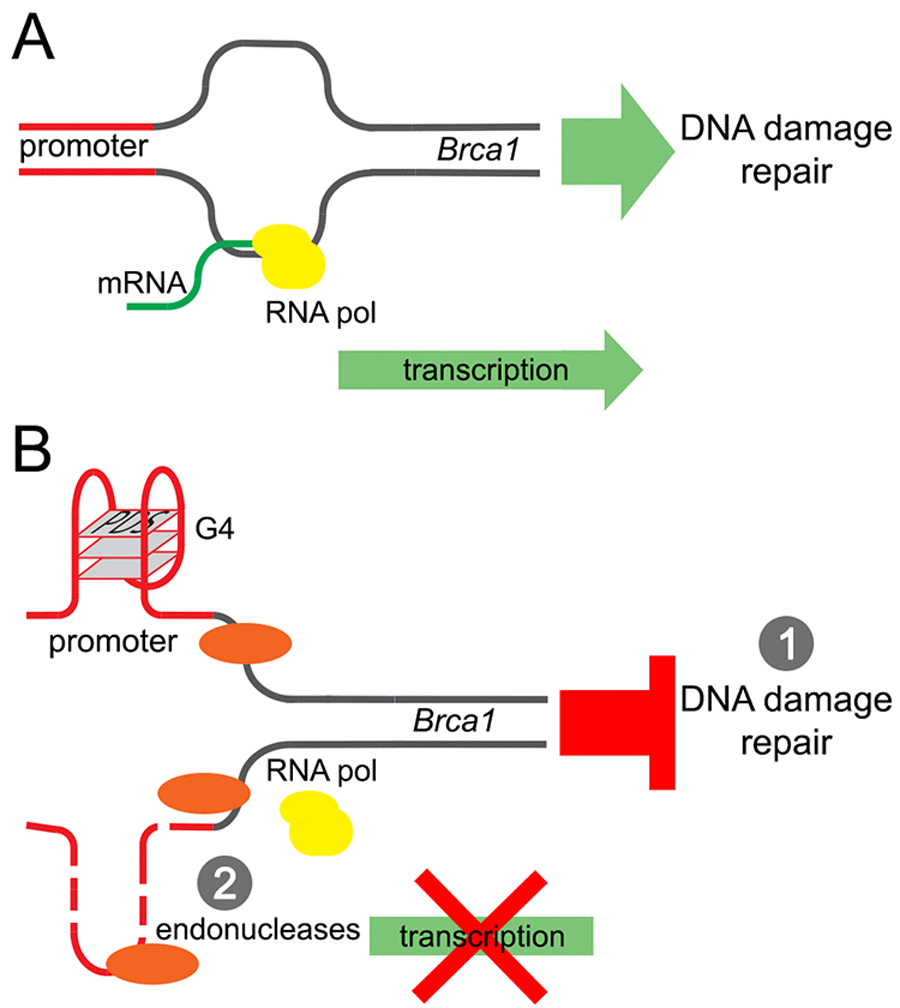 A model of the Brca1 gene downregulation by pyridostatin. (A) Transcription of the Brca1 gene in primary neurons under basal conditions. (B) Pyridostatin binds to and stabilizes the G-quadruplex structures present in the Brca1 gene promoter sequence. The pyridostatin/DNA complex stalls DNA polymerase during transcription and downregulates Brca1 gene expression. (1) Brca1 downregulation may then hinder DNA damage repair and DNA DSBs accumulate as a result. (2) In addition, DNA damage may occur due the action of endonucleases through a mechanism of transcription–coupled–repair poisoning [25].