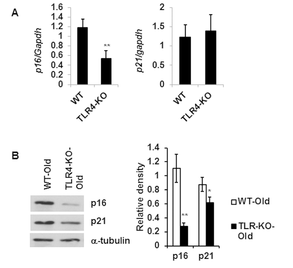 Reduced expression level of senescence associated genes p16 and p21 in the adipose tissue of TLR4 deficient old mice. Relative mRNA expression of senescence associated genes (A) and their protein products (B) in adipose tissue of WT and TLR4 deficient old mice (20 m). The relative density of protein bands of p16 and p21 are expressed in bar diagram (B, right). Data represented in bar diagrams are mean + SD value of three independent experiments. Significance of difference between means was determined by Student’s t-test and indicated by * pp
