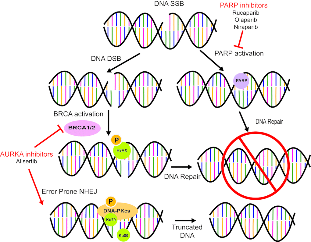 aurka-inhibition-mimics-brcaness-aging