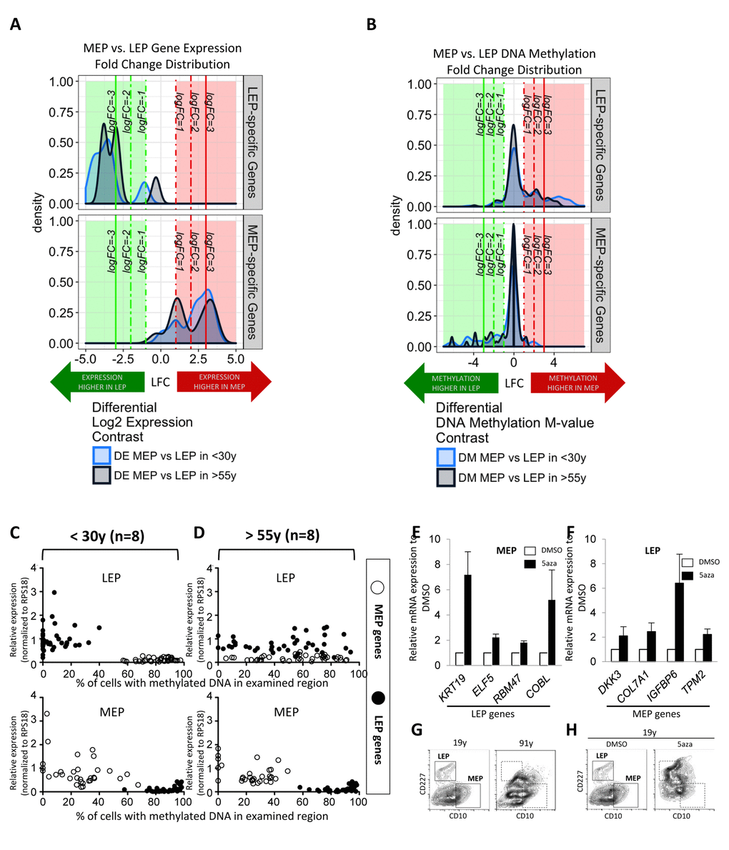 Age-dependent gene expression in luminal cells is associated with specific DNA methylation patterns. LEP- and MEP-specific probe sets were used to identify age-dependent changes in lineage-specific gene expression and DNA methylation patterns in FACS enriched 4p LEP and MEP. Corresponding expression of probeset genes in LEP and MEP cells from 9 different 4p HMEC strains representing 55y age groups in Illumina HumanHT-12 v4 BeadChips (Set1) were assayed for lineage-specific differential expression (DE) between MEP and LEP across 19 Illumina gene probes (A). Infinium 450K methylation arrays were then used to evaluate lineage-specific differential methylation (DM) based on methylation M-values of probeset genes across 247 CpG sites for the same subjects (B). Kernel Density Estimates (KDE) of distributions of log2 fold changes (LFC) in expression (A) or DNA methylation (B) between MEP vs. LEP in 55y (dark blue) subjects for LEP-specific genes (top panel) and MEP-specific (bottom panel) are shown. Colored regions and lines highlight fraction of genes or CpG sites which show lineage-specific differential expression or methylation respectively (≥ 1-, ≥ 2-, ≥ 3- absolute LFC and Benjamini-Hochberg, BH, adj. p-val C and D) Dysregulation of lineage specific gene expression with age in LEP was associated with age-dependent DNA methylation patterns. The relationship between expression and methylation of lineage-specific genes in FACS enriched LEP and MEP from women (C) D) >55y, is visualized using dot plots. LEP probes are shown as filled circles, MEP probes are shown as open circles. A change in the lineage-specific relationship was most prominent in older LEP. Eight strains were used for each age group, expression data were normalized to expression of RPS18. Bar graphs showing expression of (E) LEP genes in MEP treated with 5’aza, and (F) MEP genes in LEP treated with 5’aza, showing that these lineage specific genes were regulated in part by DNA methylation. (G) Contour plots representing CD10 and CD227 expression measured by FACS on HMEC from a 19y and a 91y woman, which are representative of the phenotypes typically observed in these extreme age groups. Corresponding areas were shown with dotted line boxes. (H) CD10 and CD227 expression in HMEC from a 19y woman treated with DMSO or DMSO+5’aza at 15 μM for 48h. Young HMEC phenocopied older HMEC following 5aza treatment. Gates used to delineate lineages are indicated with boxes.