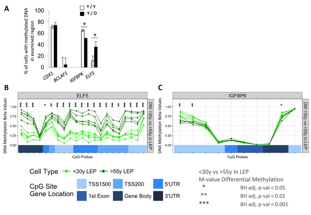 Age of the apical microenvironment is a determinant of ELF5 and IGFBP6 promoter DNA methylation states. (A) Bar graphs showing the percent of IGFBP6 and ELF5 methylated promoter DNA in LEP after 10 days of culture on young (white) or old (black) MEP feeders. CDX1 and BCLAF1 are hyper- and hypomethylated gene controls. Data are presented as mean ±SD (n=3). * indicates statistical significances at pB) ELF5 and (C) in IGFBP6 using Infinium 450K methylation arrays. Analysis assessed percentage methylation (beta-values) and age-specific differential methylation (DM) across CpG sites in these genes for 55y LEP (dark green). DNA methylation beta-values across CpG sites are plotted in order of their chromosomal mapping, and range from 0-1 denoting hypo- (β-val  0.75) methylation levels. Corresponding annotated locations of CpG sites respective to gene regions: TSS1500, TSS200, 5’UTR, 1st Exon, Gene Body and 3’UTR (shades of blue) are shown in tracks below. Significance of age-specific differential methylation based on corresponding M-values between 55y LEP are denoted by asterisks: Benjamini-Hochberg, BH-, adj. p-val (*) 