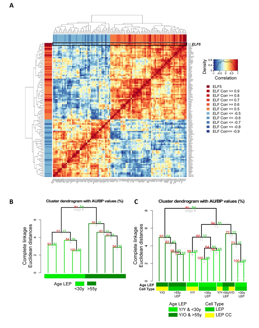 Microenvironment-imposed reduction of ELF5 causes an entire network of genes to change. Age-related changes in ELF5 are associated with age-specific changes in ELF5-target genes in LEP lineage. (A) Gene-gene correlation matrix of ELF5 (2 gene probes) and 92 ELF5-target genes (103 gene probes) found to have absolute correlation ≥ 0.5 with ELF5 in LEP from 55y age groups across 9 HMEC strains. Annotated in both the row and column bars of the correlation matrix are each ELF5-target gene probe’s correlation value to the ELF5 probes. (B) Hierarchical clustering based on log2 expression levels of ELF5 and the anti-/correlated ELF5-target genes in 55y 4p pre-stasis LEP, (C) and in Y/Y (n=3) and Y/O (n=3) co-cultures with 55y (n=4) 4p LEP isogenic to the MEP strains used in co-culture using Euclidean distance measures and complete linkage. Percent Approximately Unbiased (AU) p-values are denoted in red, and percent Bootstrap Probability (BP) in green are calculated and annotated above each cluster.