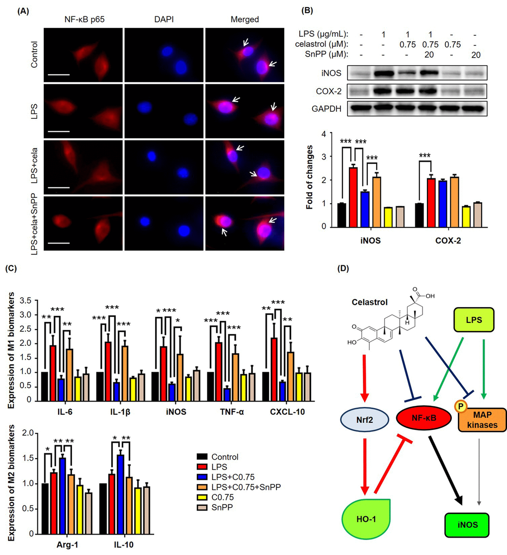 om tør selvmord Natural product celastrol suppressed macrophage M1 polarization against  inflammation in diet-induced obese mice via regulating Nrf2/HO-1, MAP  kinase and NF-κB pathways | Aging
