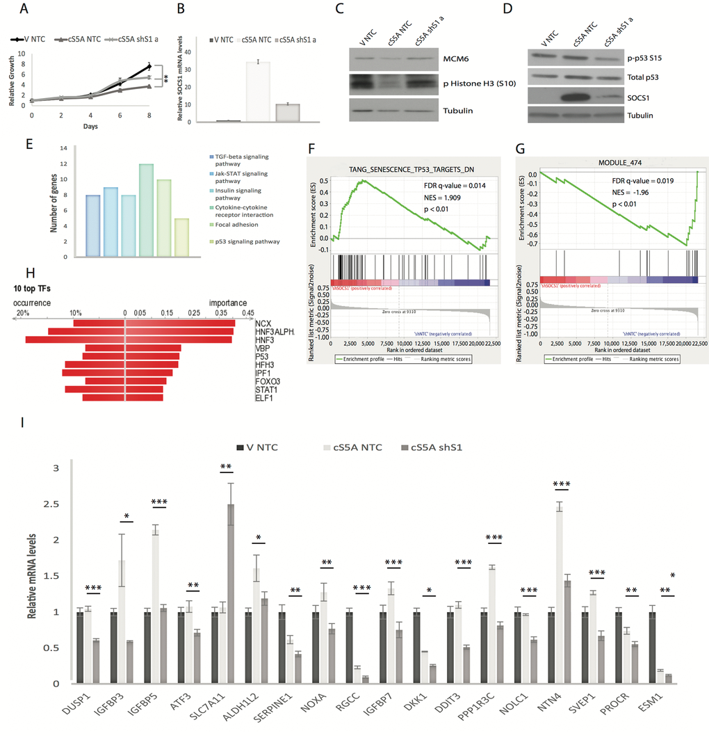 Microarray analysis identifies SOCS1-dependent p53 target genes. (A) Growth curves. Normal human fibroblasts (IMR90) expressing viral oncoprotein E7 were retrovirally infected with either an empty vector (V) or with constitutively activated STAT5A (cS5A) and with either a control shRNA (shNTC) or a shRNA against SOCS1 (shS1 a). Cells were counted and plated for the growth assay. (B) SOCS1 mRNA levels were measured by qPCR using cells collected 7 days post infection, as in (A). (C) Western blots of IMR90 cells at day 7 post infection, as described in (A) for MCM6, phosphorylated Histone H3 (S10) and Tubulin. (D) Western blots of IMR90 cells described in (A) for p53, phosphorylated p53 at serine 15 (p-p53 S15) and SOCS1 levels. (E) DAVID analysis (Kegg pathway) of Affymetrix microarray experiment performed on triplicates of IMR90 cells expressing E7 and either constitutively active STAT5A (cS5A) combined with a control shRNA (NTC) versus cells expressing cS5A combined with an shRNA against SCOS1 (shS1), collected 7 days after infection. (F) Gene Set Enrichment Analysis (GSEA) of differentially regulated genes between the conditions in (D). (G) GSEA of differentially regulated genes. (H) DiRE analysis of genes differentially regulated between cS5A NTC and cS5A shS1 conditions of the Affymetrix microarray analysis. (I) QPCR validation in IMR90 cells expressing the same constructs as mentioned in (A), for the p53 target genes identified by the microarray analysis. All experiments were performed three times, error bars indicate SD of triplicates (growth curves) or standard errors of triplicates (QPCR), *= p