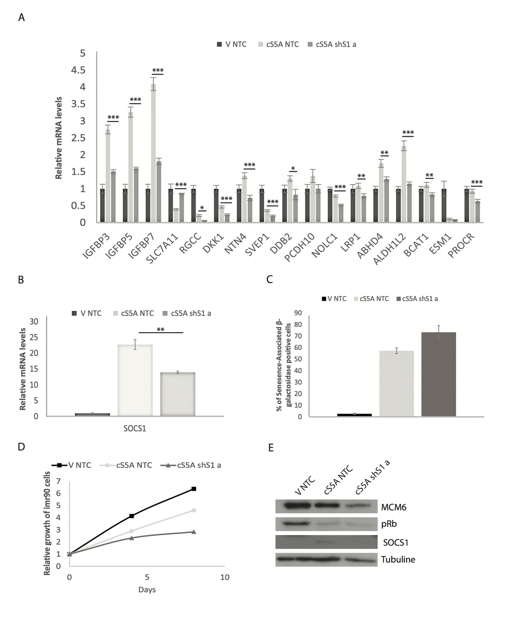 The regulation of p53 target genes by SOCS1 is not dependent on a disabled RB pathway. (A) QPCR validation of the p53 target genes identified by microarray analysis but in normal IMR90 fibroblasts expressing either an empty vector (V) or a constitutively activated STAT5A (cS5A) and with either a control shRNA (shNTC) or an shRNA against SOCS1 (shS1). Cells were collected 7 days after infection. (B) SOCS1 knockdown efficiency measured by qPCR in the conditions described in (A). (C) Status of the cells was assessed at the day of RNA collection (day 7 post infection) with a Senescence-Associated β-Galactosidase staining. Positively stained and unstained cells were counted under a light microscope in order to obtain the percentage of senescent cells. (D) Growth curves. Normal human fibroblasts (IMR90) were retrovirally infected with either an empty vector (V) or with constitutively activated STAT5A (cS5A) and with either a control shRNA (shNTC) or a shRNA against SOCS1 (shS1 a). Cells were counted and plated for the growth assay. (E) Western blots of senescence markers (MCM6, pRb and SOCS1) of cells as in (A). Tubulin was used as a loading control. All experiments were performed three times, error bars indicate the standard errors of triplicates, * = p