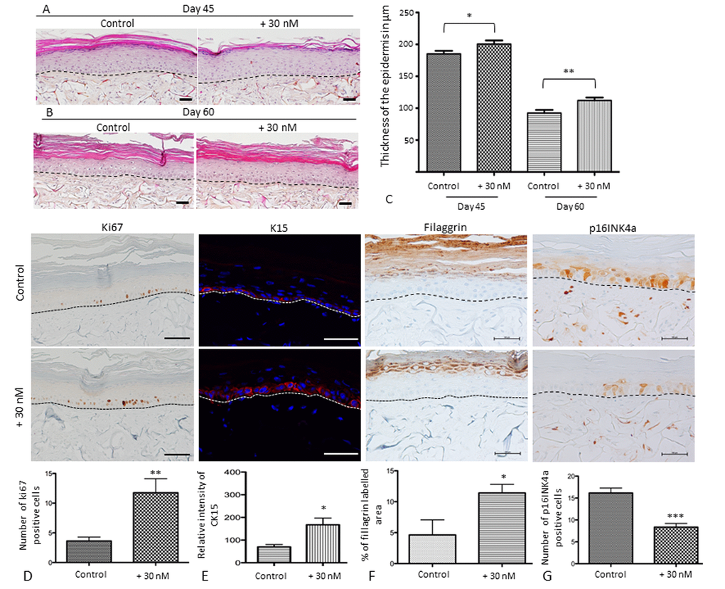 Sodium selenite supplementation improves skin equivalent quality during in vitro senescence and characterization of the balance between proliferation and differentiation of SEs during aging at day 60. Skin equivalents are generated from young keratinocyte and fibroblast donors and cultivated for 45 or 60 days to mimic skin aging [24]. The morphological aspects of SEs that were treated (+30 nM) or not (control) at (A) day 45 (D45) corresponding to 17 days of application and (B) day 60 (D60) corresponding to 32 days of application. Scale bar = 100 µm (C) Quantification of the thickness using ImageJ software is expressed in µm as a distance between from the basal layer of the epidermis to the stratum granulosum excepted for the stratum corneum. (D) Immunohistochemical staining of Ki67 in treated (+30 nM) or not (control) SEs and the average number of Ki67-expressing cells (scale bar = 500 µm). (E) Immunofluorescence staining of Cytokeratin 15 in treated (+30 nM) or not (control) SEs and the quantification of pixel intensity in relative units. (F) Immunohistochemical staining of filaggrin in SEs that were treated (+30 nM) or not (control) and quantification of labeled area in the living epidermis (scale bar = 500 µm). (G) Immunohistochemical staining of p16INK4a expression in SEs that were treated (+30 nM) or not (control) and quantification of the number of p16INK4a expressing cells (scale bar = 100 µm). The dermo-epidermal junction is indicated by a dotted line. Results are mean ± SD of 3 independent fields obtained from 3 independent samples. Representative photographs are shown. *p