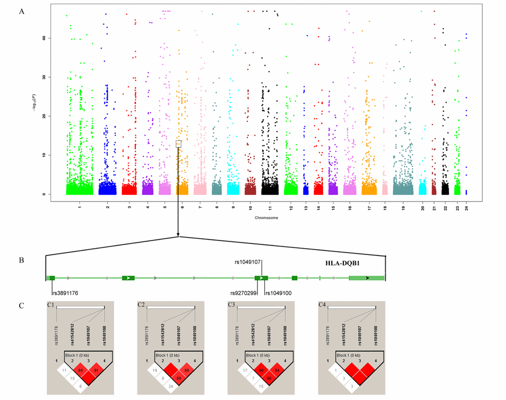 Association analysis identified HLA-DQB1 as longevity-associated gene. (A) Manhattan map of whole-exome sequencing; (B) Four variants in HLA-DQB1; (C) Linkage disequilibrium analysis of four variants. C1 LD map of centenarians; C1 LD map of nonagenarians; C3: LD map of longevity; C4: LD map of controls.
