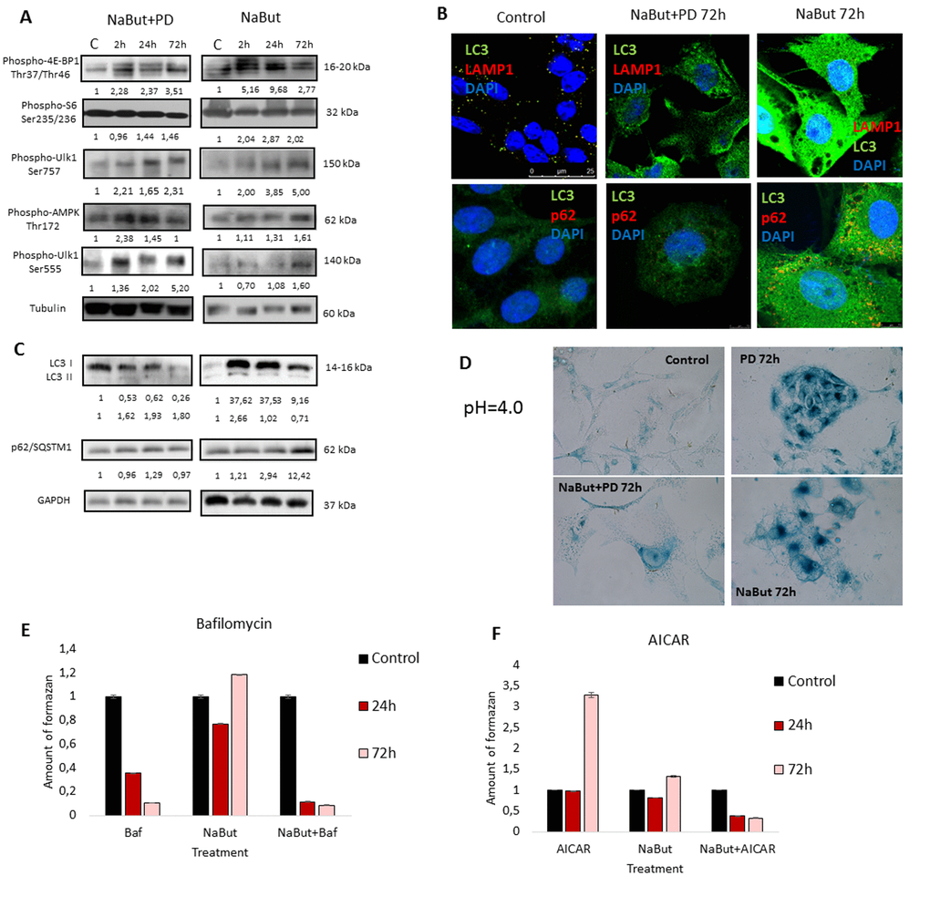 Senescent ERas cells fail to induce cytoprotective autophagy upon MEK/ERK inhibition (A) Senescent cells with suppressed MEK/ERK retain high mTORC1 activity and phosphorylate AMPK and Ulk1 Ser555. Cells were treated with NaBut+PD or NaBut and then lysed and processed to Western-blotting in 10 and 12% gels. Numbers below present densitometry of bands. (B) Immunofluorescence images, demonstrating that senescent cells with suppressed MEK/ERK have no LC3 and LAMP1 colocalization. Cells were treated with inhibitors or left untreated, fixed and stained with antibodies against pan-LC3, LAMP1 and p62/SQSTM1 (p62). Confocal images are shown. Upper row: pan-LC3 (green), LAMP1 (red); bottom row: pan-LC3 (green), p62/SQSTM1 (red). Nuclei stained with DAPI (blue). Scale bars: 25 µm (upper panel), 10 µm (lower panel). (C) Western-blot analysis of LC3I to LC3II conversion and p62/SQSTM1 degradation. Cells were processed to Western-blotting in 15% gel. Numbers below present densitometry of bands. (D) Images demonstrating low lysosomal β-galactosidase activity in senescent cells with MEK/ERK suppression. Cells were treated with inhibitors for 72 h and then fixed and stained with β-galactosidase substrate in pH 4.0 buffer and visualized using Pascal LSM5 microscope. Decrease of viability of senescent cells treated with autophagy inhibitor Bafilomycin A1 (E) or AMPK mimetic AICAR (F), analyzed by MTT-test. Cells were treated with NaBut and Bafilomycin A1 or NaBut and AICAR. Cells were processed with MTT reagent, amount of formazan was measured at 570 nm wavelength. Data are presented as mean ±S.E.M. of three independent experiments (n=3).