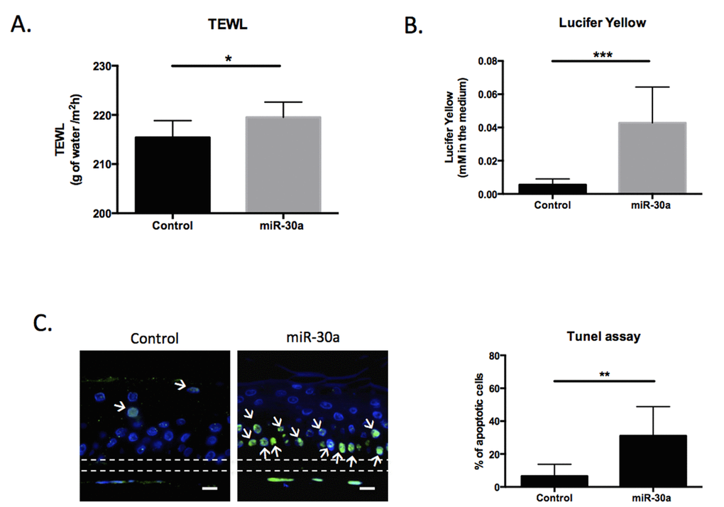 MiR-30a overexpression decreases the functionality of reconstructed epidermis (REs). (A) Trans-epidermal water loss (TEWL) was measured for control or miR-30a overexpressing REs after doxycyclin treatment (B) Outside-in permeability was evaluated using the Lucifer Yellow assay for control or miR-30a overexpressing REs after doxycyclin treatment (C) Apoptosis TUNEL assay for control or miR-30a overexpressing REs after doxycyclin treatment. The apoptotic cells are labeled in green and indicated with white arrows. Scale bar = 25 μm. The Quantification of the % of apoptotic cells appears on the graph. Results are mean +/- SD from three independent samples. *P