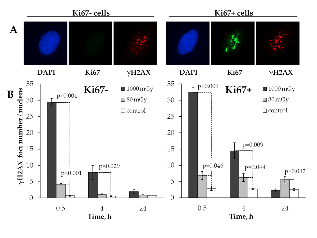 Comparative immunocytochemical analysis of γH2AX foci in resting (Ki67‐) and proliferating (Ki67+) cells. (A) Representative microphotographs of the immunofluorescently stained irradiated MSCs showing Ki67 (green) and γH2AX foci (red). DAPI nuclear counterstaining is shown in blue. (B) Comparative changes in the foci number in resting vs proliferating cells exposed to the low vs. intermediate dose of X-ray radiation. Mean values derived at least from three independent experiments are shown. Error bars show SE.