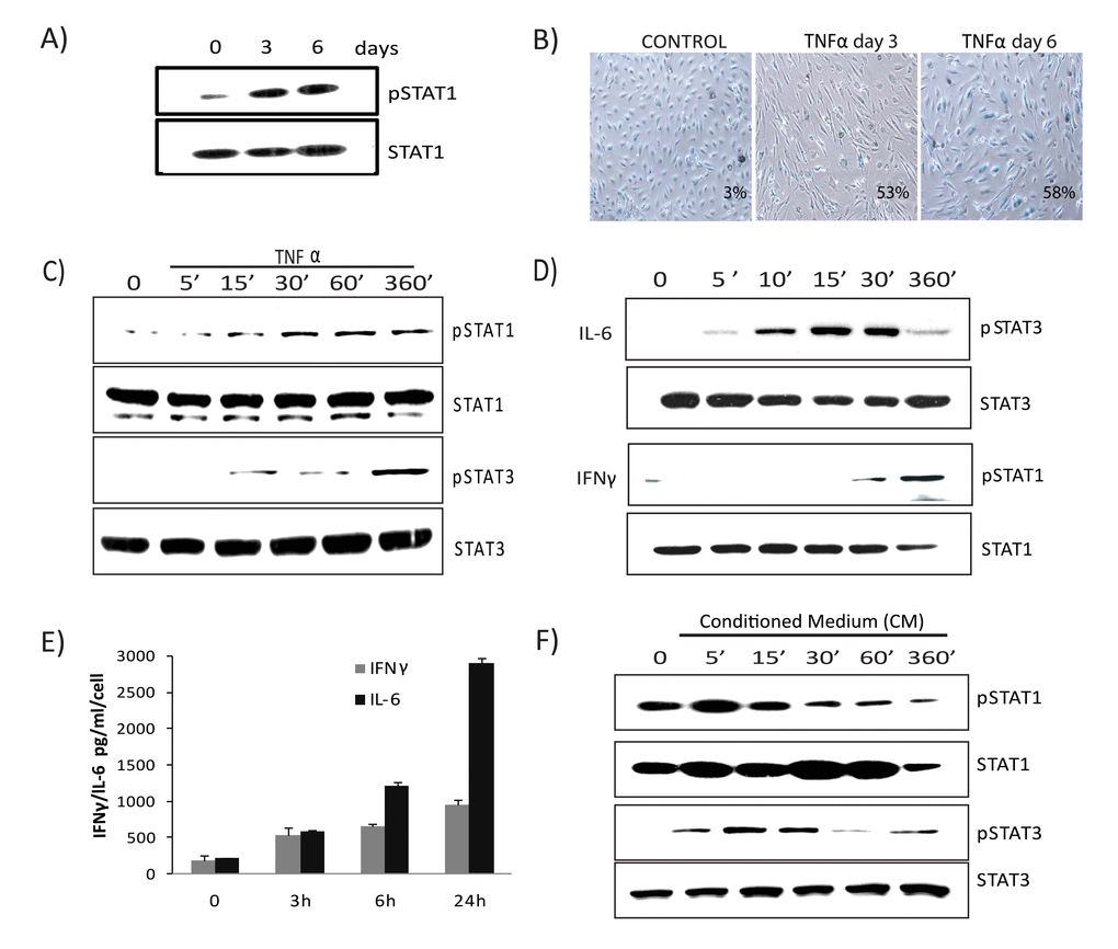 Prolonged activation of JAK/ STAT signaling in TNFα-induced senescence. (A) Immunoblot detection of p-Ser727-STAT1 and total STAT1 in cells exposed to TNFα 20ng/ml for the indicated times. (B) SA-β-gal activity in TNFα (20ng/ml)-treated or control cells for 3 or 6 days. (C) Immunoblot detection of p-Ser727-STAT1, total STAT1, p-Tyr705-STAT3, and total STAT3 in cells exposed to TNFα (5ng/ml) for the indicated intervals. (D) Immunoblot detection of pSTAT1, total STAT1, pSTAT3, and total STAT3 in cells stimulated with IL6 (10ng/ml) or IFNγ (1ng/ml) for the indicated intervals. (E) Secretion of IFNγ/IL6 quantified by ELISA in conditioned medium collected in the presence or absence of TNFα. (F) Immunoblot detection of p-Ser727-STAT1, p-Tyr705-STAT3, STAT1, and STAT3 in cells treated with conditioned medium (CM) (cell free-culture supernatants from control and cells stimulated with TNFα for 3 days transferred after 1:4 dilution with fresh culture medium) from TNFα-induced senescent cells or from non-senescent cells for the indicated times