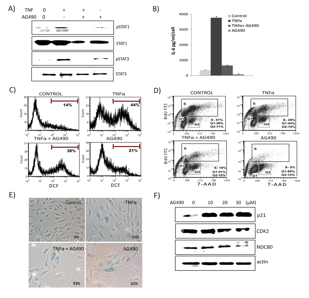 JAK2 inhibitor decreases TNFα-mediated inflammation, ROS levels, and interferon signature. Cells were exposed to TNFα alone, TNFα in combination with AG490 (30μM), or AG490 alone for 3 days. (A) Immunoblot detection of p-Ser727-STAT1, p-Tyr705-STAT3, and total STAT1 and STAT3. (B) Secretion of IL6 was estimated by ELISA in culture supernatants from cells treated with TNFα alone, or in combination with AG490, or AG490 alone for 3 days. (C) FACS analysis of ROS levels in cells stimulated either with TNFα, TNFα along with AG490, or AG490 alone for 3 days using DCFDA staining 2',7’-dichlorofluorescein (DCF) positive cells were analyzed. Inhibition of STAT signals modulates senescence. (D) Cell cycle analysis using BrdU and 7- aminoactinomycin D (7-AAD) staining in cells exposed to TNFα, TNFα in combination with AG490, or AG490 alone for 3 days. (E) Percentage of SA-β-gal-positive cells. Quantification of SA-β-gal activity in cells stimulated with TNFα 20ng/ml, TNFα in combination with AG490, or AG490 alone for 3 days. The data represent means of 3 independent counts of 200 cells from 2 independent experiments. (F) Effect of AG490 on cell cycle regulatory proteins. Western analysis performed using cells treated with AG490 for 3 days and blotted against anti-p21, CDK2, and NDC80. Actin serves as loading control.
