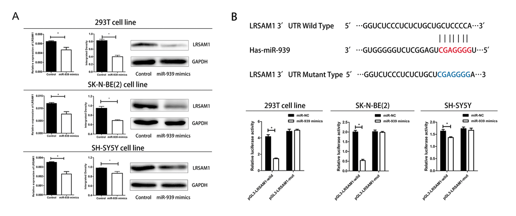 Mir-939 directly regulates LRSAM1. (A) Sequence alignment of human miR-939 with 3’UTR of LRSAM1. Bottom: mutations in the 3’-UTR of LRSAM1. (B) All cells were transfected with miR-939 and negative control, renilla luciferase vector pRL-SV40 and LRSAM13’UTR luciferase reporters. Both firefly and Renilla luciferase activities are measured in the same sample. Firefly luciferase signals were normalized with Renilla luciferase signals. *indicates significant difference compared with control group, P