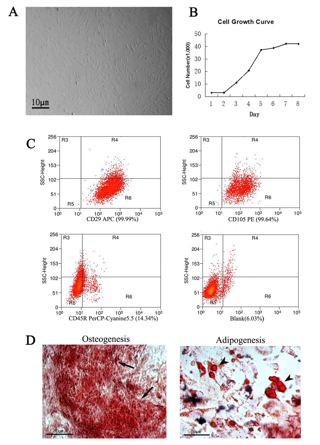 Culture and identification of ADSCs. The ADSCs exhibited typical fibroblastic morphology (A) and normal cell growth curve (B), bar=10μm. (C) Flow cytometric analysis of ADSCs. Compared to the positive rate of blank control group (6.03%), the cells were positive expression of CD29 (99.99%), CD105 (99.64%) and negative expression of CD45R (14. 34%). (D) Identification of ADSCs through osteogenesis and adipogenesis. The ADSCs differentiate into osteoblasts and adipocytes. Arrows indicate osteoblasts, arrowheads indicate adipocytes.
