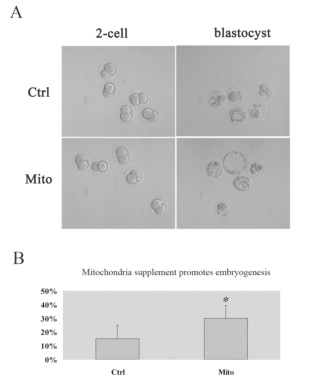 Promoted embyogenesis in aged mice through supplement of autologous ADSC mitochondria in MII oocytes. MII oocytes were collected from each mouse for ICSI and microinjection with mitochondria extracted from its autologous ADSCs in HTF (Mito, n=20), and for control group, the GV oocytes were collected for ICSI and microinjected with HTF (Ctrl, n=20). Then the embryos were cultured in vitro, and the embryo development was recorded (A, 20X) and developmental rates was calculated (B), showing the improved embryogenesis after autologous ADSC mitochondria supplement in aged mice.