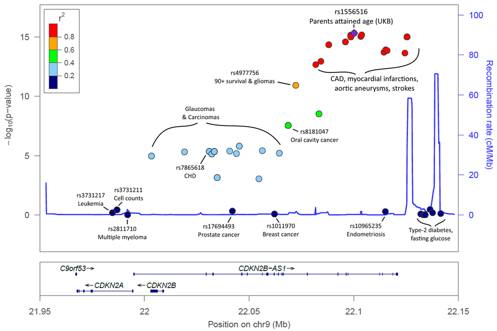 LocusZoom plot of the CDKN2A/B/ANRIL gene cluster and known disease variants. Known disease-associated genetic variants have been highlighted in the 9p21.3 region, in addition to the lead SNP identified in our analysis. Association p-values indicate the strength of association with parents' attained age. The variants known to influence coronary artery disease (CAD) and related-traits are those most-associated with parents’ attained age. Variants previously associated with cancer are markedly less associated with parents’ attained age, with type-2 diabetes variants not associated (p>0.05). Details, including references, are included in Supplementary Table 2.