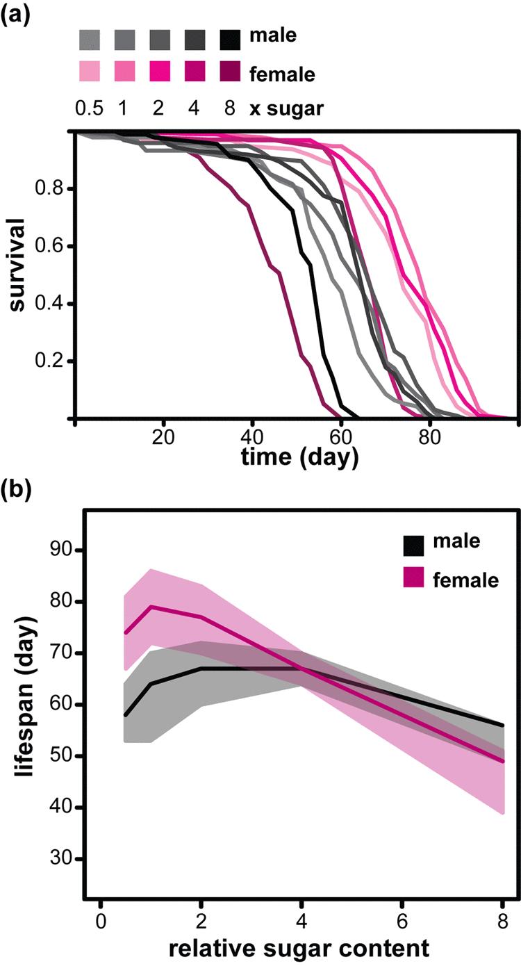 Sexual dimorphism in the response of lifespan to dietary sugar in Drosophila. (a) Survival curves of females and males fed diets with different relative amounts of sucrose (0.5x to 8xS). (b) The median lifespans (solid lines) of the same flies with first and third quartiles indicated (shaded area). For statistical analysis see Table 1.