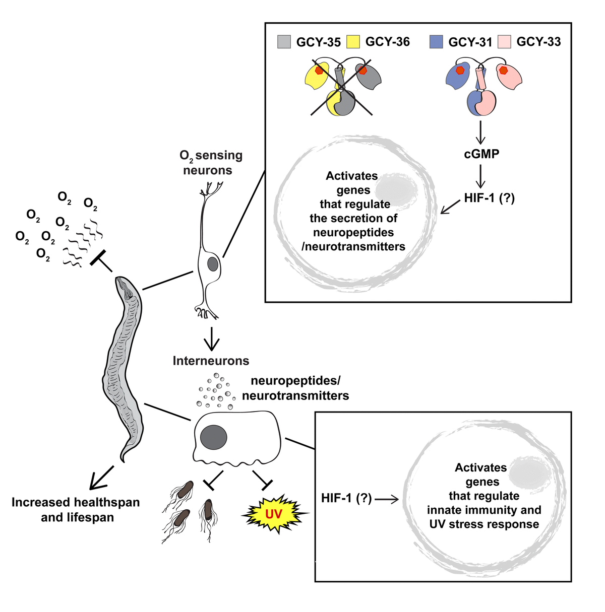 Can oxygen anosmia extend lifespan? - Figure f1 | Aging