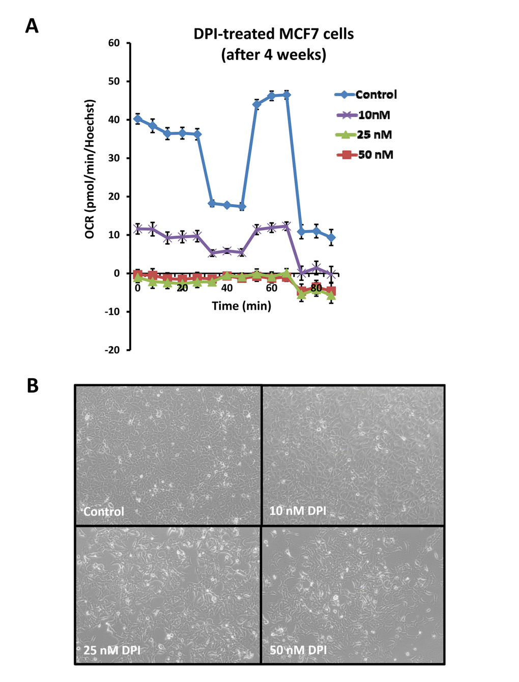 Long-term treatment with DPI is surprisingly “non-toxic”. To determine the long-term effects of DPI (10, 25 and 50 nM), MCF7 cells were cultured for an entire month, in the presence of the drug. Then, their mitochondrial respiration was assessed by metabolic flux analysis. Panel (A) shows that all three drug concentrations show near complete inhibition of mitochondrial respiration. Panel (B) illustrates the morphology of cells after 4 weeks of DPI treatment. Note that the morphology and density of the cells is relatively unchanged, especially at a DPI concentration of 10 nM. Media with DPI or vehicle alone was replaced every 2 to 3 days, during the period of 1 month. Cells undergoing long-term treatment with DPI were also successfully passaged, after harvesting by standard trypsinization techniques.