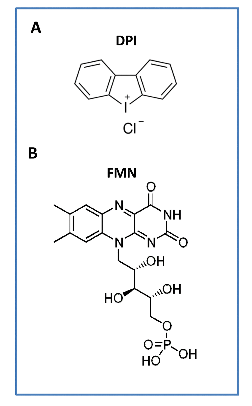 The chemical structures of (A) DPI and (B) FMN are compared. It has been proposed that the effects of DPI are mediated through the general inhibition of flavo-enzymes, such as mitochondrial Complex I (NADH dehydrogenase), via the targeting of FMN. The three known flavin-containing protein components of Complex I are: NDUFV1 (51 kD), NDUFV2 (24 kD) and NDUFV3 (10 kD). It has been suggested that DPI chemically reacts with FMN, interrupting its function and impairing electron transport. In the human genome, there are ~90 flavo-proteins; more than two-thirds require FAD, while only ~15% require FMN. Flavo-proteins are very often localized to the mitochondria, because of their role in redox reactions. Nearly all flavo-proteins (~90%) catalyze some form of redox reaction.