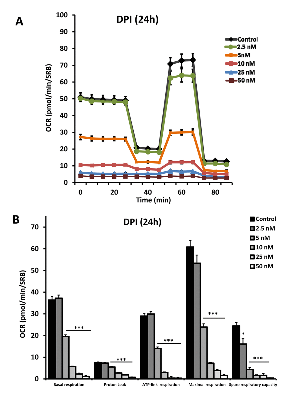DPI potently inhibits mitochondrial respiration. After 24 hours of treatment with DPI (2.5 to 50 nM), MCF7 cells were subjected to metabolic flux analysis with the Seahorse XFe96, which measures the OCR (the oxygen consumption rate). Note that at concentration of 2.5 nM, little or no effect was observed. However, at 5 nM, basal respiration was reduced by ~ 50%. *** p
