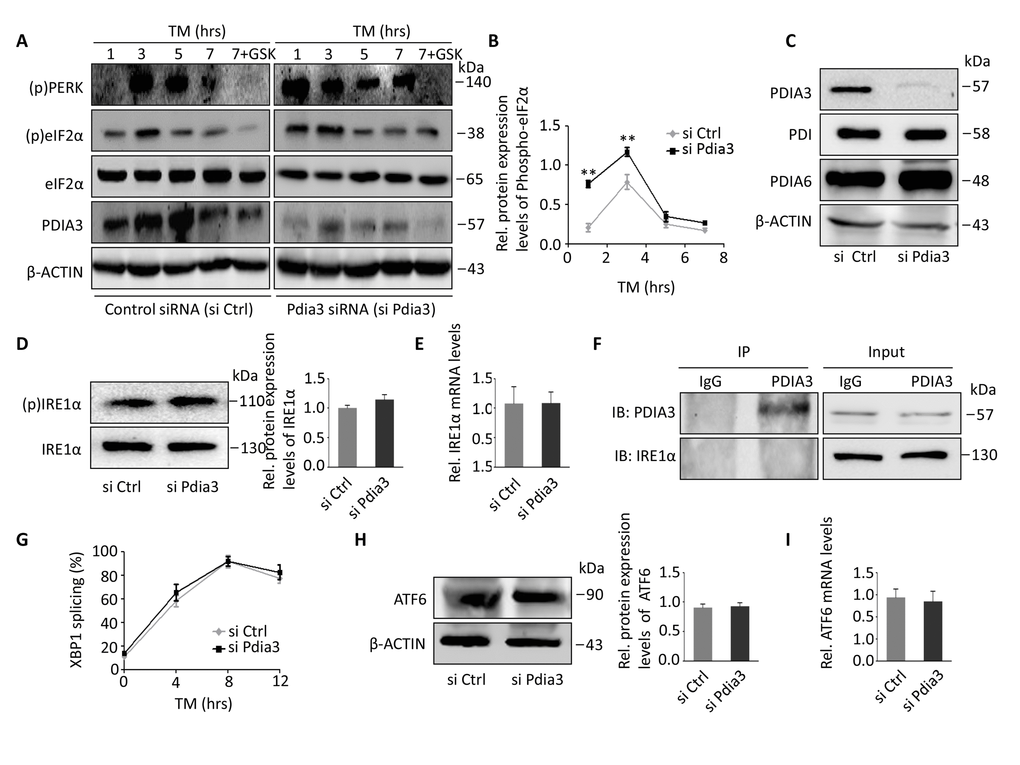The lack of Pdia3 leads to activation of PERK but not IRE or ATF6. (A-B) Control siRNA (siCtrl)- and Pdia3 siRNA (siPdia3)-treated AML12 cells were exposed to 2 μg/mL TM for the indicated times, and GSK2606414 (PERK inhibitor) was introduced with TM treatment at the indicated concentration for 7 hours. Cell lysates were then immunoblotted to detect (p)PERK, (p)eIF2α, eIF2α and PDIA3. In addition, the mean ± S.E.M. of the phosphorylated /total eIF2a ratio (normalized to eIF2a) is shown in (B) (n=4). **, PPC) Immunoblotting of cells from siCtrl- and siPdia3-treated AML12 cells to show the level of PDIA3 depletion. Note that no change was found in levels of PDI or PDIA6 (n=4). (D-E) Immunoblots (D) and relative mRNA expression (E) of IRE1α in siCtrl- and siPdia3-treated AML12 cells. No significant difference was found. (n=4); **, PPF) Endogenous immunoprecipitation of PDIA3 pulled down endogenous IRE1α from HEK293T cell lysates; 1% of lysate was used as the input control (n=3 experiments). (G) siCtrl- or siPdia3-treated AML12 cells were incubated with 2 μg/mL TM for the indicated times, and un-spliced (u) and spliced (s) XBP1 mRNA was amplified by qPCR. Gapdh served as the control. Means ± S.E.M are plotted. **, P  and *, P  versus control. n=4 mice per group. (H-I) Immunoblots (H) and relative mRNA expression (I) of ATF6 in siCtrl- and siPdia3-treated AML12 cells. (n=4) **, P 