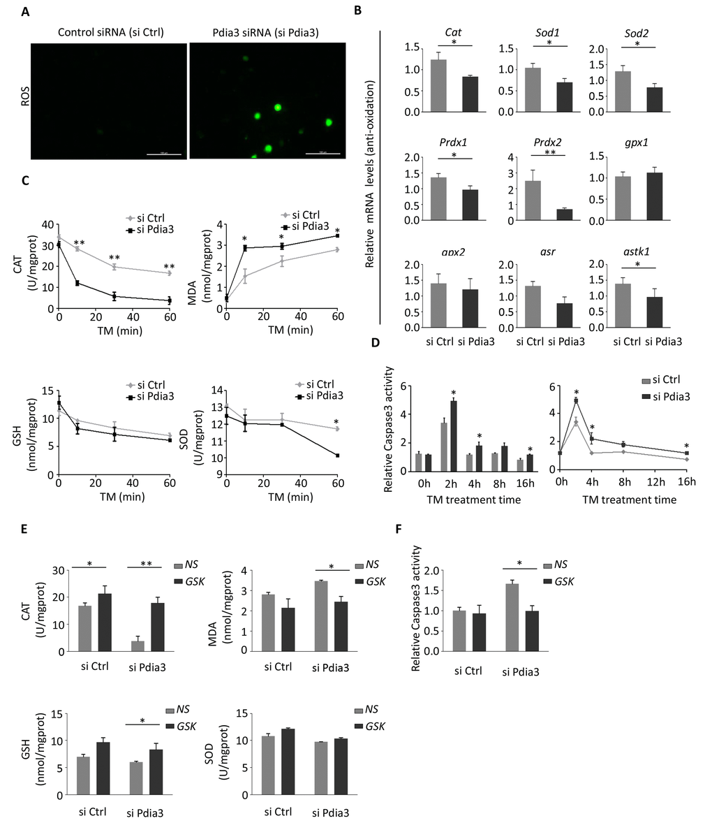 Loss of PDIA3 promotes oxidative stress and apoptosis via the PERK pathway. (A) ROS activities were detected in the control siRNA (siCtrl)-treated and Pdia3 siRNA (siPdia3)-treated AML12 cells. After transfection for 24 hours, cells were exposed to 2 μg/mL TM for 6 hours; n=4 for all groups. (B) Relative Caspase 3 activity were detected in TM-treated AML12 cells. The cell treatment method was the same as in A. Caspase activity was measured in the cell lysate after addition of TM. The left panel shows the activity of the caspases after Pdia3 inhibition at a specific time point. The panel on the right shows the corresponding line graph. (n=3). **, PPC) SOD, MDA, GSH and CAT activities were analyzed in AML12 cell homogenate treated as in (A) at the indicated times (0, 20, 40, and 60 minutes). CAT, GSH and SOD represent the antioxidation level; MDA represents the oxidation level. (n=4) **, PPD) Relative expression assessed by qPCR of antioxidation genes (Cat, Sod, Sod2, Prdx1, Prdx2, gpx1, gpx2, gsr, and gstk1). Light gray represents the control group (siCtrl); dark gray represents Pdia3-inhibited group (siPdia3). Data were normalized to Gapdh expression. (n=4) **, P P E) AML12 cells were treated with the GSK inhibitor during the TM stress (2 μg/mL). Cell lysates were analyzed by the method used in (C) (n=4). **, PPF) Relative activity of Caspase 3 was analyzed with the PERK inhibitor (GSK) and TM stress (2 μg/mL). (n=4) **, P P 