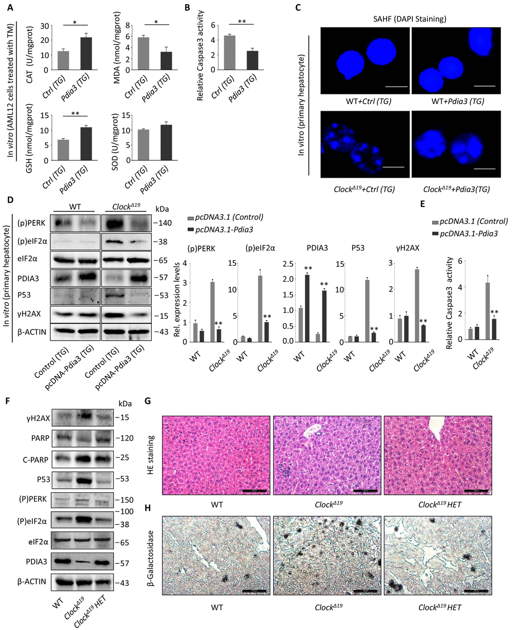 Pdia3 can reverse the aging process of the liver in ClockΔ19 mice. (A) AML12 cells were transfected with the pcDNA3.1-Pdia3 plasmid (Trans gene, TG) for 24 hours and then stimulated with TM stress (2 μg/mL) for 2 hours. SOD, MDA, GSH and CAT activity were analyzed in the cell homogenate. (n=4) **, PPB) AML12 cells were treated as described in (A), and the activity of Caspase 3 was measured to reflect apoptotic activity. (n=4) **, P (C) SAHF stained via DAPI were visualized by fluorescence microscopy. The primary hepatocytes were extracted, and the number of SAHF was observed after transfection with the pcDNA3.1-Pdia3 plasmid for 24 hours. The SAHF were greatly rescued in ClockΔ19+Pdia3(TG) cells (n=3). (D) The primary liver cells were extracted and transfected with the pcDNA3.1-Pdia3 plasmid for 48 hours. Immunoblotting methods were used to detect the expression of UPR proteins (p)PERK and (p)eIF2α, PDIA3, senescent protein P53, and DNA damage protein γ-H2AX. The statistical results are displayed (right). The results are expressed as the mean ± S.E.M (n=4). **, P  0.01 and *, P  0.05. (E) Primary liver cells were extracted and treated as described in (D). Then, the relative activity of Caspase 3 was detected to reflect the level of apoptosis. Note that the apoptotic activity was significantly reduced after transfection with Pdia3. (n=4) **, PPF) Immunoblots showing the expression levels of γH2AX, PARP, P53, (p)PERK, (p)eIF2a and PDIA3 in the WT, ClockΔ19 and ClockΔ19 heterozygote groups (36 week old). n=3 for all groups. (G-H) Histological analysis of mice as described in (F). HE and SA-β-gal staining of the liver tissue. (n=3 for all groups). Note that the ClockΔ19 HET mice show a decreased inflammation foci and improved aging phenotype.