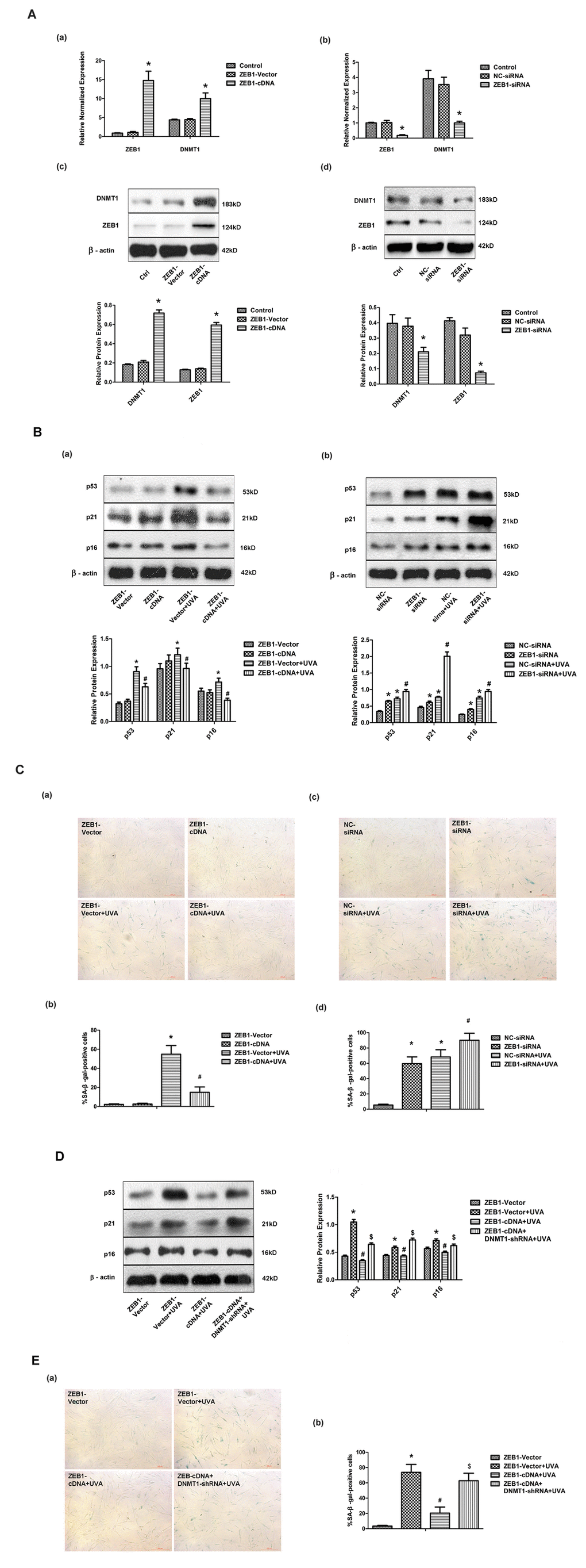 ZEB1 attenuates UVA-induced senescence in HDFs via DNMT1. (A) ZEB1 and DNMT1 expression in HDFs at the mRNA (a, b) and protein (c, d) levels following ZEB1 over-expression or knockdown, as determined by real-time PCR and Western blotting, respectively (n = 3).* vs ZEB1-vector or negative control (NC)-siRNA, PB) Western blots images (upper panels) and quantitative analysis (lower panels), representative of three independent experiments, were showing p53, p21, and p16 protein expression. (C) Senescence-associated β-galactosidase(SA-β-gal) activity of cells under the indicated conditions. Representative images are shown (scale bar = 200 µm). The percentages of SA-β-galpositive cells under each condition are presented as the mean ± standard deviation of three independent experiments. * vs ZEB1-vector or NC-siRNA, P D) Western blots images (left panels) and quantitative analysis (right panels), representative of three independent experiments, showing p53, p21, and p16 protein expression in HDFs co-transfected with ZEB1-cDNA and DNMT1-shRNA. (E) SA-β-gal activity of cells under the indicated conditions, following DNMT1 knockdown. Cells were analyzed as described in (C). * vs ZEB1-vector, P 