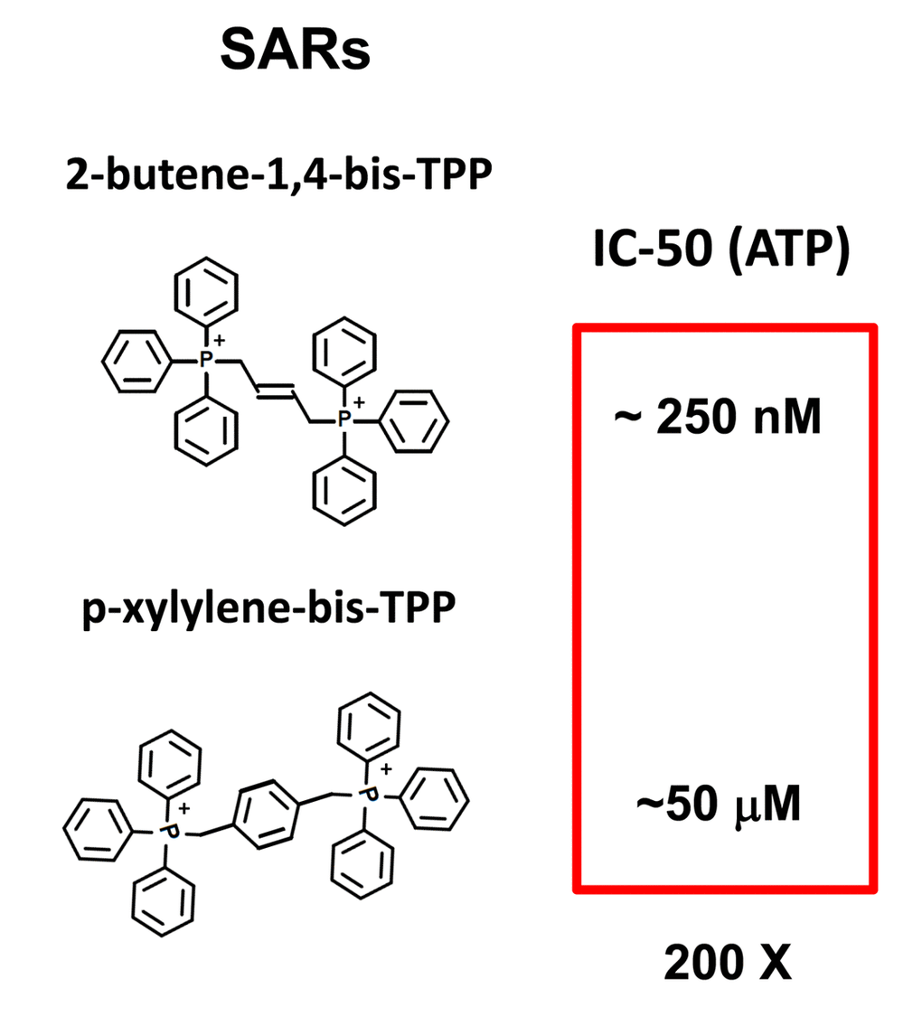 bis-TPP: Structural activity relationships (SARs). Comparison of 2-butene-1,4-bis-TPP (see Figures 1 and 2) with p-xylylene-bis-TPP (see Figure 1 and Table 1), the latter of which is approximately 200-fold less potent, in the context of ATP depletion.