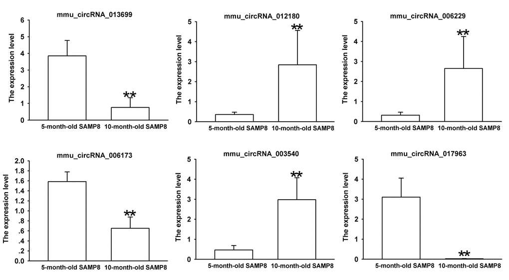 The expression levels of candidate circRNAs for validation by real-time qPCR in 15 10-month-old SAMP8 and 5-month-old SAMP8 hippocampal tissues. Statistically differences were calculated by t-test using SPSS 13.0 software. **P