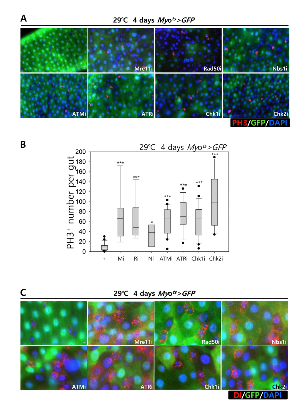Effects of the knockdown of EC-specific DNA damage response (DDR)-related factors on ISC proliferation. (A-B) EC-specific knockdown of Mre11, Rad50, Nbs1, ATM, ATR, Chk1, or Chk2 induce ISC division. Flies carrying Myots>GFP, Myots>GFP+Mre11i, Myots>GFP+Rad50i, Myots>GFP+Nbs1i, Myots>GFP+ATMi, Myots>GFP+ATRi, Myots>GFP+Chk1i, or Myots>GFP+Chk2i genotypes were cultured at 29 °C for 4 days. The guts of flies were dissected and labeled with anti-GFP (green) and anti-PH3 (red) antibodies and DAPI (blue). Original magnification is 400×. (B) A graph showing the PH3+ cell number in the midgut with an EC-specific knockdown of Mre11, Rad50, Nbs1, ATM, ATR, Chk1, or Chk2. The gut specimens of Myots>GFP, Myots>GFP+Mre11i, Myots>GFP+Rad50i, Myots>GFP+Nbs1i, Myots>GFP+ATMi, Myots>GFP+ATRi, Myots>GFP+Chk1i, or Myots>GFP+Chk2i flies (kept at 29 °C for 4 days) were labeled with anti-GFP (green) and anti-PH3 (red) antibodies and DAPI (blue). The numbers of PH3+ cells were counted in the whole gut under a microscope. Data (mean±SE) in Myots>GFP, Myots>GFP+Mre11i, Myots>GFP+Rad50i, Myots>GFP+Nbs1i, Myots>GFP+ATMi, Myots>GFP+ATRi, Myots>GFP+Chk1i, or Myots>GFP+Chk2i flies were collated from 21, 22, 13, 20, 9, 9, 26, and 10 guts, respectively. p-values were calculated using student’s t-test. *p p C) EC-specific knockdown of Mre11, Rad50, Nbs1, ATM, ATR, Chk1, or Chk2 increased the number of Delta-positive cells. Flies carrying Myots>GFP, Myots>GFP+Mre11i, Myots>GFP+Rad50i, Myots>GFP+Nbs1i, Myots>GFP+ATMi, Myots>GFP+ATRi, Myots>GFP+Chk1i, or Myots>GFP+Chk2i genotypes were cultured at 29 °C for 4 days. The guts of flies were dissected and labeled with anti-GFP (green) and anti-Delta (red) antibodies and DAPI (blue). Original magnification is 400×.