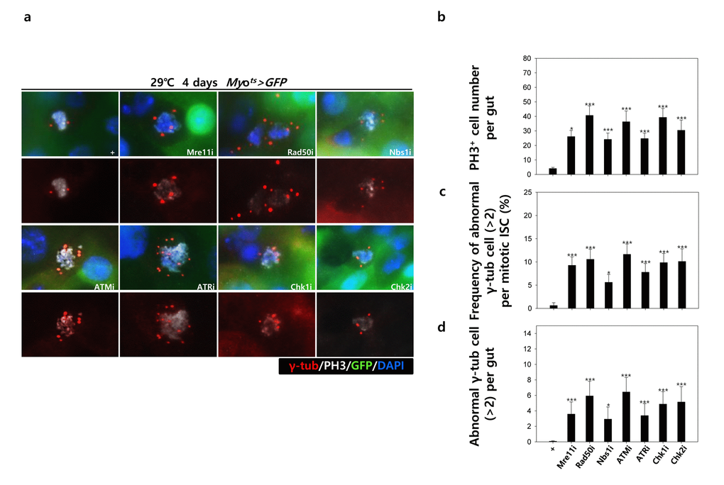 EC-specific knockdown of DNA damage response (DDR)-related factors causes an increase in the age-related phenotypes of ISCs. EC-specific knockdown of DDR-related factors cause centrosome amplification in ISCs. Flies carrying Myots>GFP, Myots>GFP+Mre11i, Myots>GFP+Rad50i, Myots>GFP+Nbs1i, Myots>GFP+ATMi, Myots>GFP+ATRi, Myots>GFP+Chk1i, or Myots>GFP+Chk2i genotypes were cultured at 29 °C for 4 days. (a) The guts of flies were dissected and labeled with anti-GFP (green), anti-γ-tubulin (red), and anti-PH3 (white) antibodies and DAPI (blue). Original magnification is 400×. (b-d) Increased number of mitotic ISCs with supernumerary centrosomes (>2) in the guts of Myots>GFP, Myots>GFP+Mre11i, Myots>GFP+Rad50i, Myots>GFP+Nbs1i, Myots>GFP+ATMi, Myots>GFP+ATRi, Myots>GFP+Chk1i, or Myots>GFP+Chk2i flies. (b) EC-specific knockdown of Mre11, Rad50, Nbs1, ATM, ATR, Chk1, or Chk2 cause the increase of mitotic ISCs in the midguts. (c) Frequency of abnormal γ-tubulin cell per mitotic ISC. (d) Number of abnormal γ-tubulin cell per midgut. Three-day-old females were shifted to 29 °C for 4 days and dissected guts were immunostained with anti-GFP (green), anti-γ-tubulin (red), and anti-PH3 (white) antibodies and DAPI (blue). The centrosome numbers were counted in the PH3+ cells of these guts. Data (mean±SE) in Myots>GFP, Myots>GFP+Mre11i, Myots>GFP+Rad50i, Myots>GFP+Nbs1i, Myots>GFP+ATMi, Myots>GFP+ATRi, Myots>GFP+Chk1i, or Myots>GFP+Chk2i flies were collated from 61, 449, 557, 412, 560, 447, 687, and 349 mitotic cells of 15, 15, 11, 15, 13, 16, 15, and 9 guts, respectively. p-values were calculated using student’s t-test. *ppMyots>GFP flies.