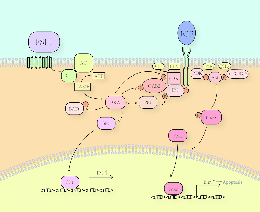The model of FSH/PKA/PI3K pathway. FSH induced PKA activates PP1 to dephosphorylate inhibitory sites on IRS, which facilitates phosphorylation of Tyr989 on IRS. Phosphorylated Tyr989 leads to the detachment of PI3K from GAB2 and its binding to IRS. PKA directly phosphorylates GAB2 on Ser159 and dephosphorylates p-Tyr452 through an unknown mechanism. These modifications also promote a rearrangement of the complex and the activation of PI3K. Activated PI3K converts PIP2 to PIP3, which recruits PDK, mTORC2 and Akt. PDK and mTORC2 together activate Akt. Akt then phosphorylates FoxO and keeps it out of the nucleus and thus abrogates its functions of promoting the expression of some pro-apoptotic genes, such as Bim. PKA can promote the expression of IRS through promoting the translocation of SP1, which interacts with the IRS promotor. PKA also directly phosphorylates Bad and inhibits its function.
