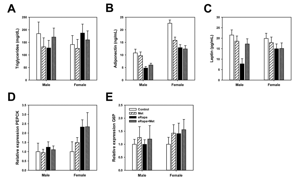 Rapamycin and metformin effects on circulating metabolic markers. (A) Triglycerides, (B) Adiponectin and (C) Leptin in plasma collected from fed mice following 9 months of treatment on the indicated diets. For A-C, n=8-10 for all groups. Rapamycin and metformin effects on hepatic gluconeogenesis. (D) relative phosphoenolpyruvate carboxykinase (PEPCK) expression and (E) relative glucose 6-phosphatase (G6P) expression in liver from male and female mice fed indicated diets. For D and E, n = 5 for all groups. For all, bars represent mean values for indicated group ± SEM.