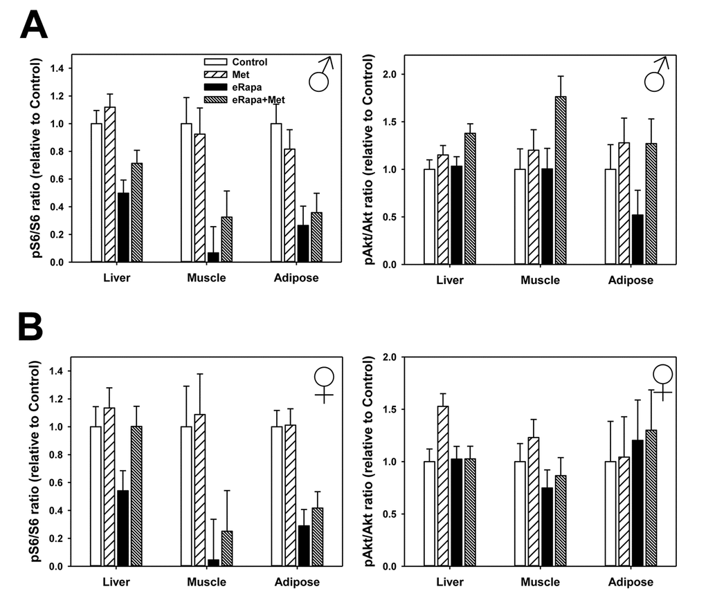 No effect of metformin on rapamycin-mediated mTORC1 inhibition. Quantification of phosphorylation/total protein ratios for S6 (left) and Akt (right) for liver, adipose tissue and muscle collected from male (A) and female (B) mice. Bars represent mean values for indicated diet/sex ± SEM. For all groups, n=6.