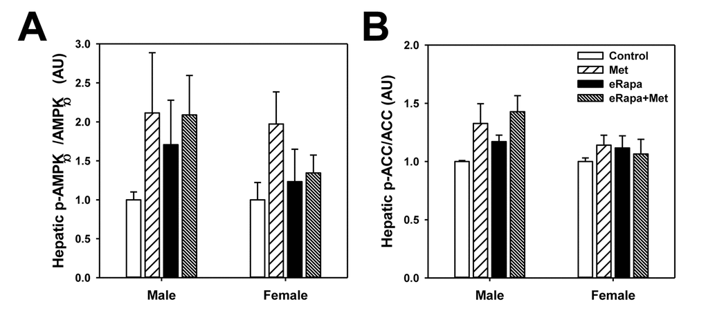 Mild activation of AMPK signaling in metformin treated mice. Quantification of phosphorylation/total protein ratios for (A) AMPKα and (B) ACC from liver of male and female mice fed indicated diets. Bars represent mean values for diet/sex ± SEM. For all groups, n=6.