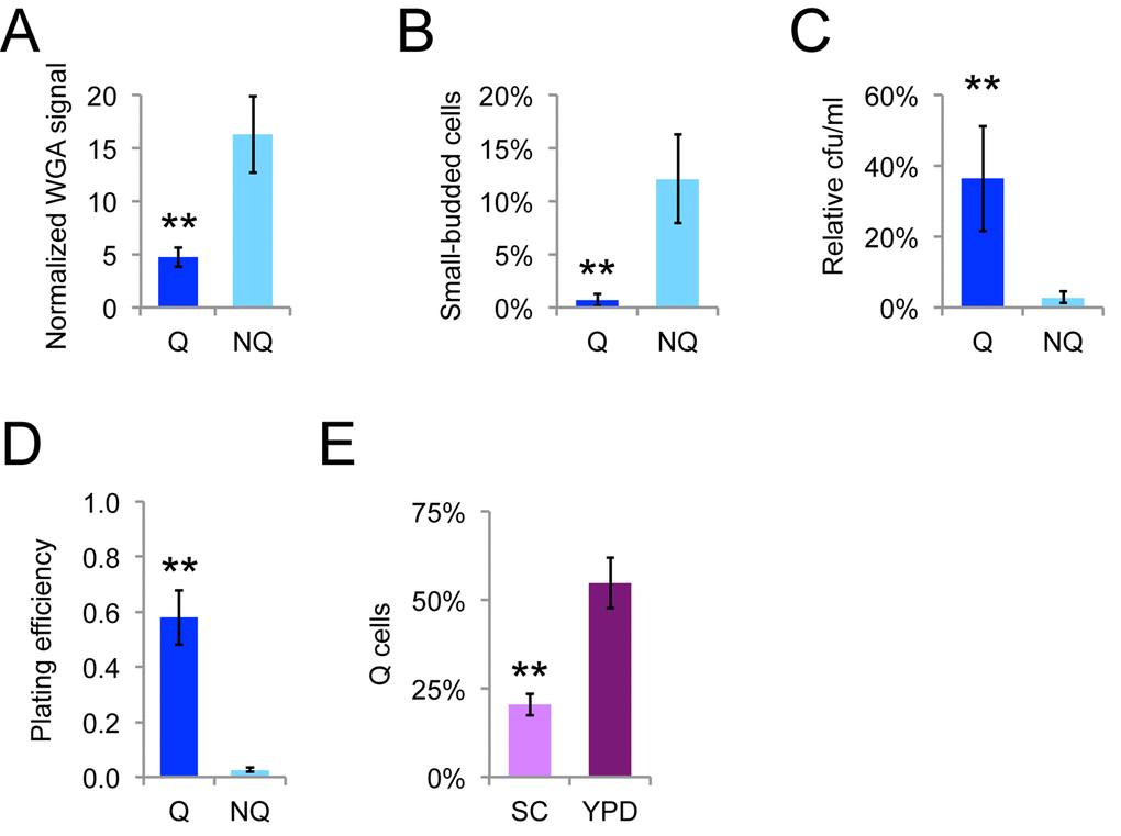 Fractionated Q and NQ cells show expected phenotypes. The relative level of WGA Alexa-488 staining of bud scars relative to unstained cells (A), percentage of cells with buds less than or equal to 50% the size of mothers (B), that could form colonies on YPD medium after heat shock at 52˚C for 20 minutes (C), or that could form colonies on YPD medium without treatment (D) for Q and NQ cells fractionated from populations grown for seven to eight days at 20˚C. (E) Proportion of fractionated Q cells in SC or YPD medium determined by counting cells by microscopy. Mean and standard deviations for seven or ten trials are shown and double asterisks indicate p